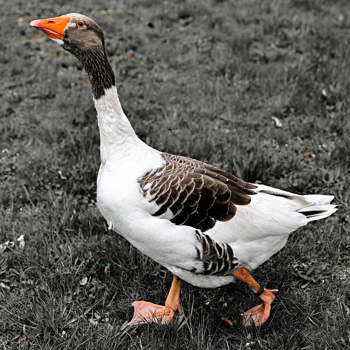 Goose-2