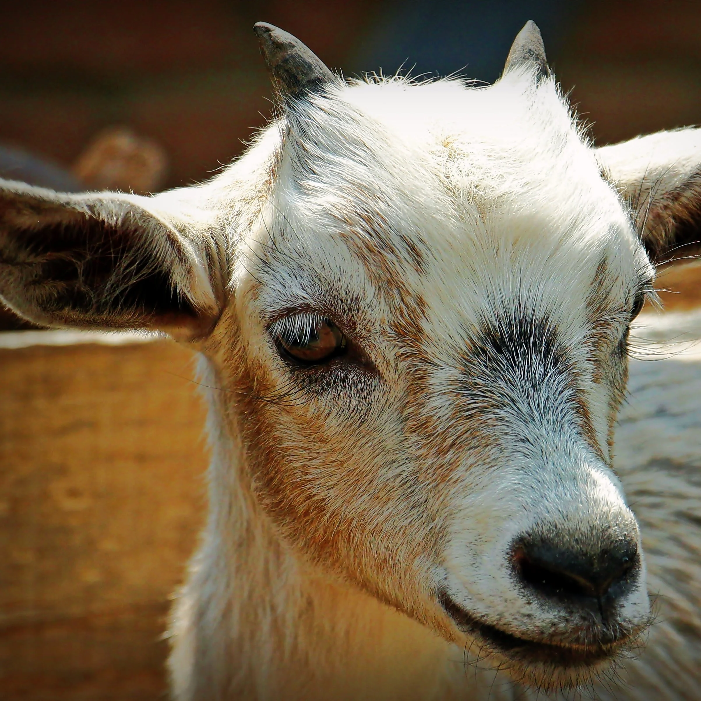 Goat-9