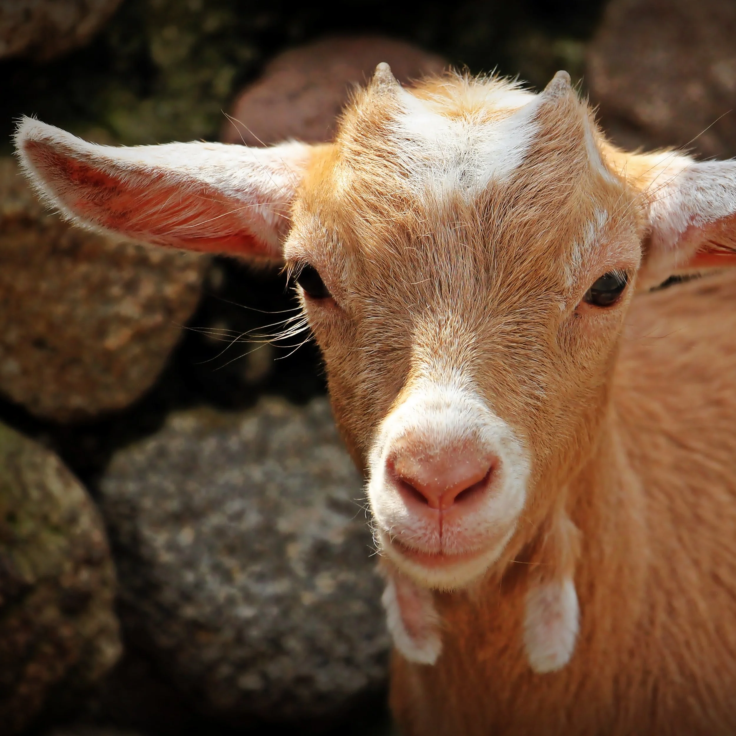 Goat-8