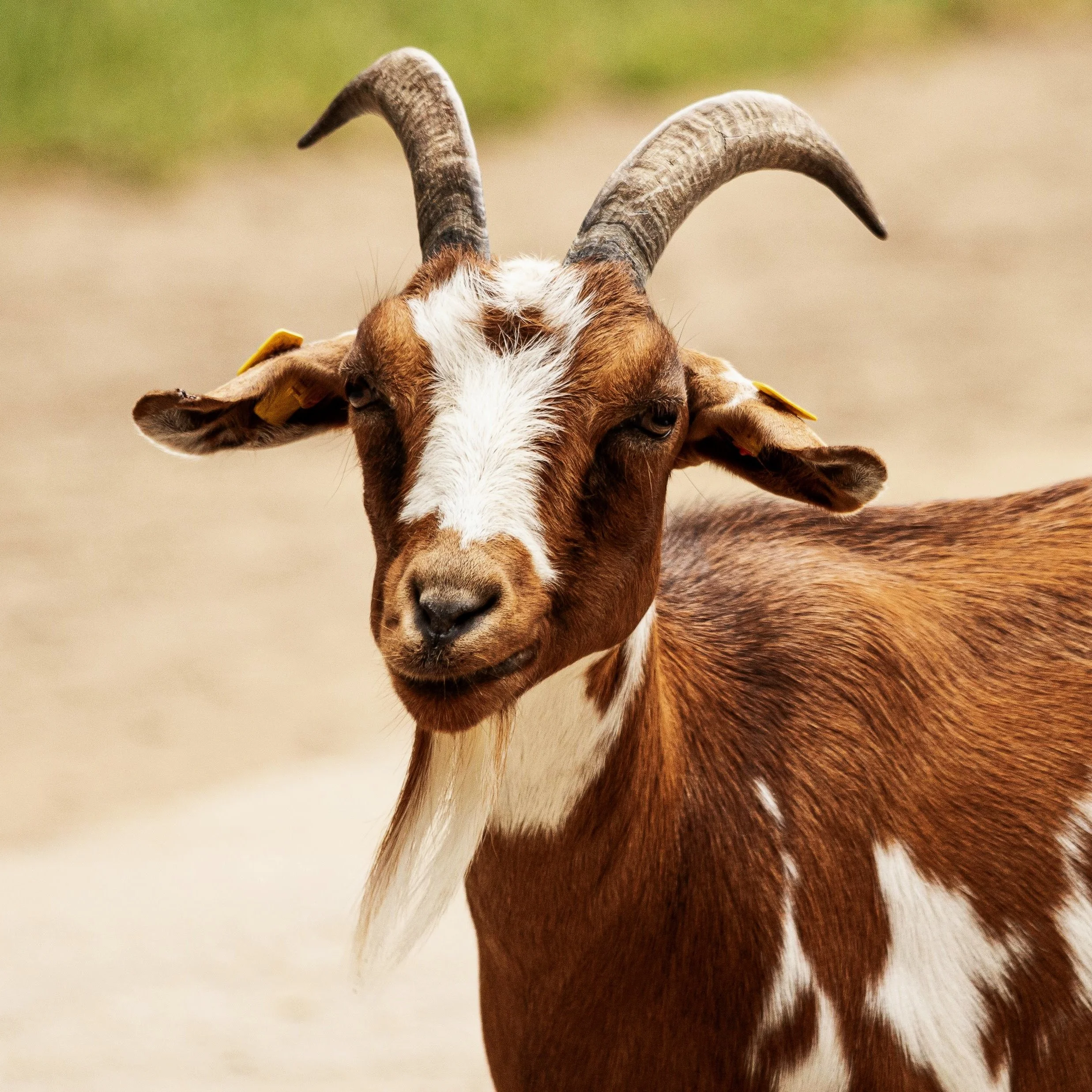 Goat-6