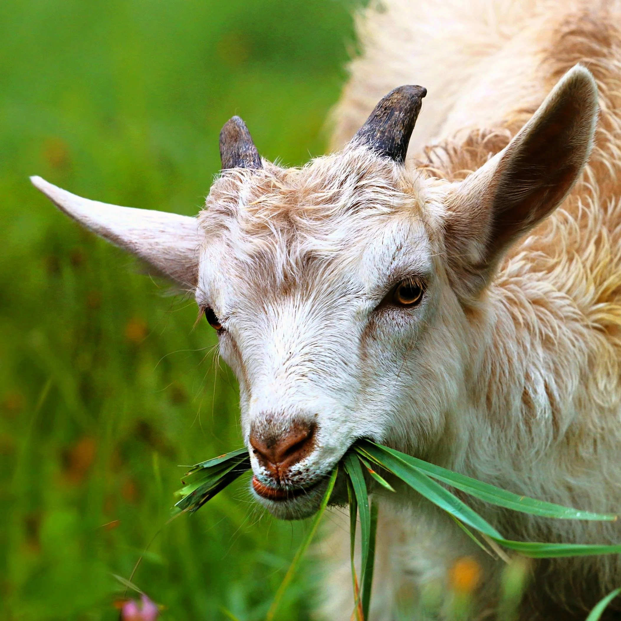 Goat-7