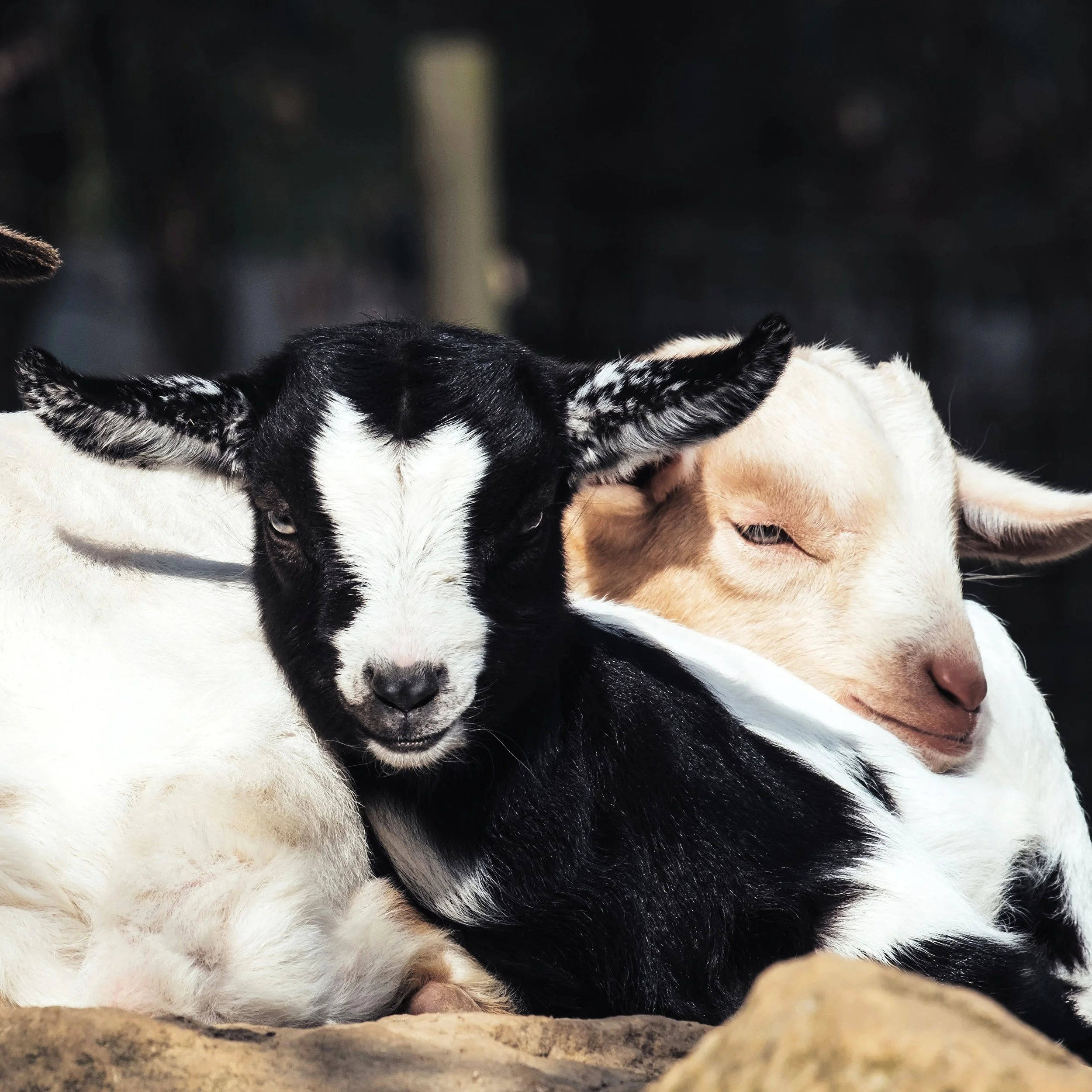 Goat-5