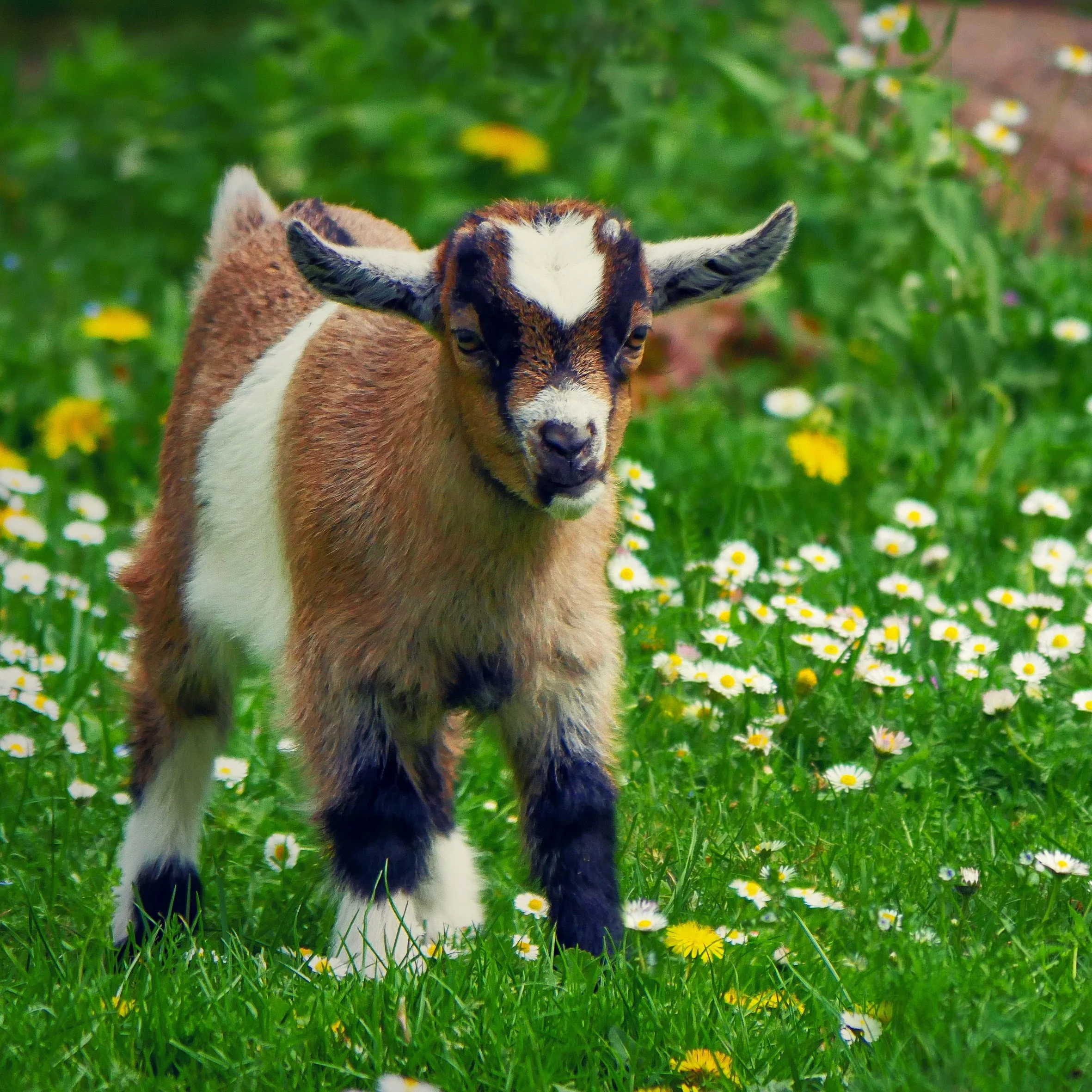 Goat-4