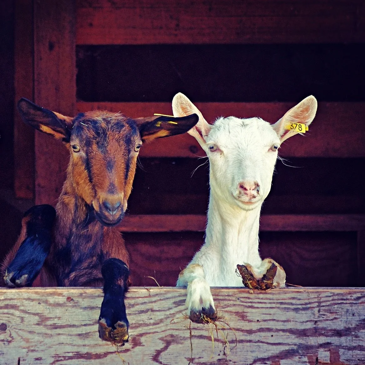 Goat-3