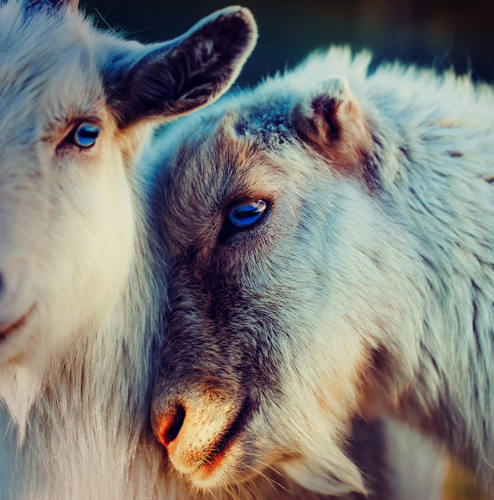 Goat-2