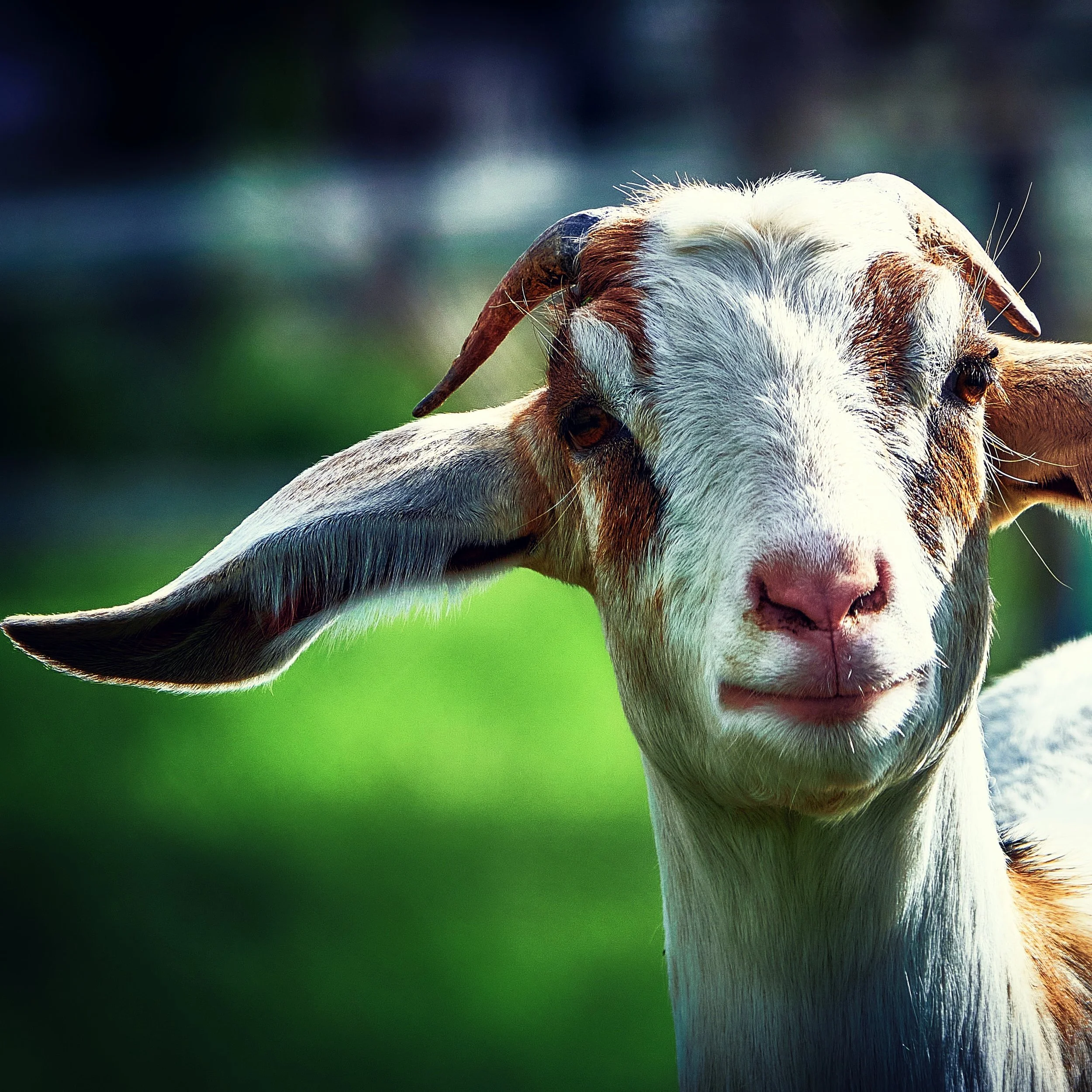 Goat-1