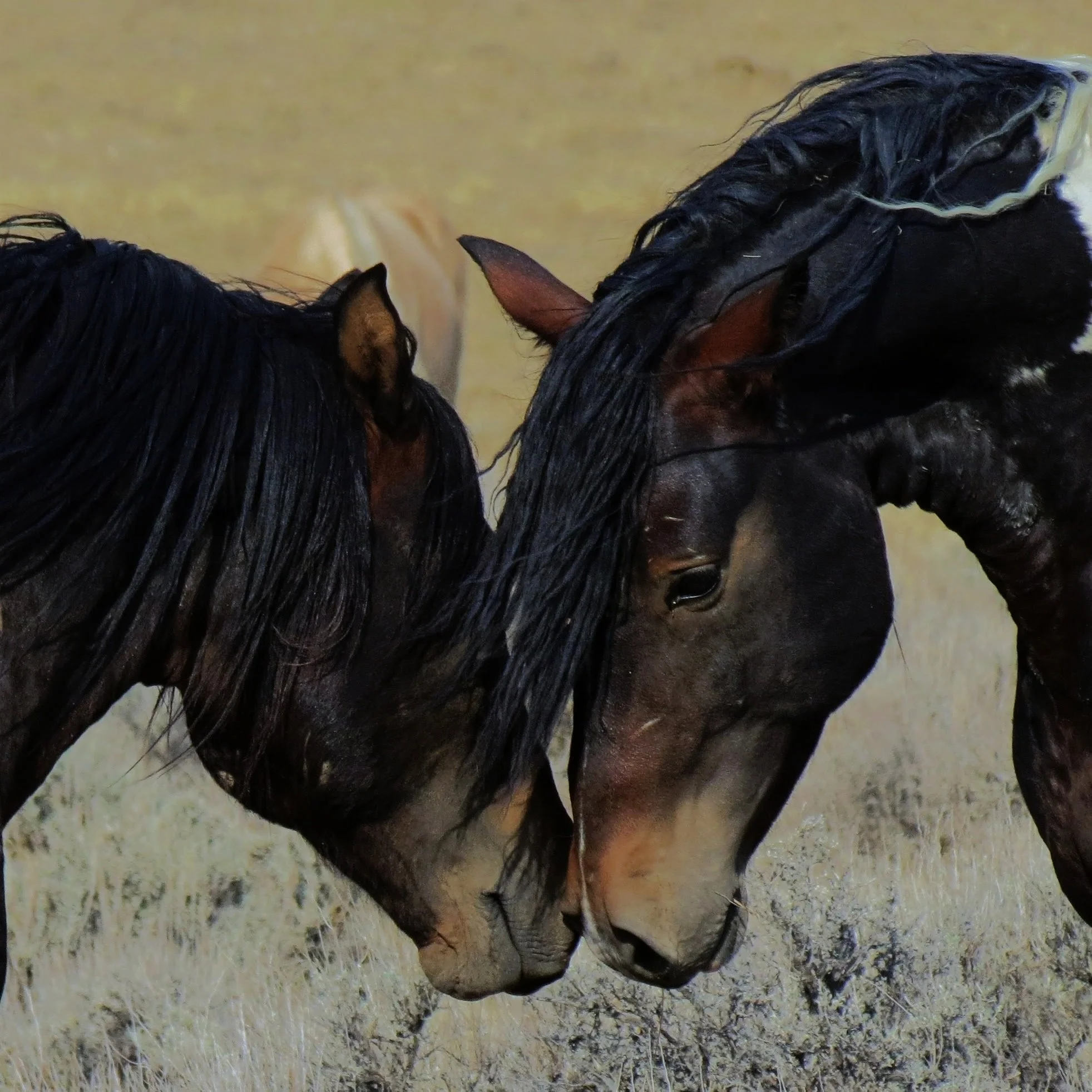 Horse-15