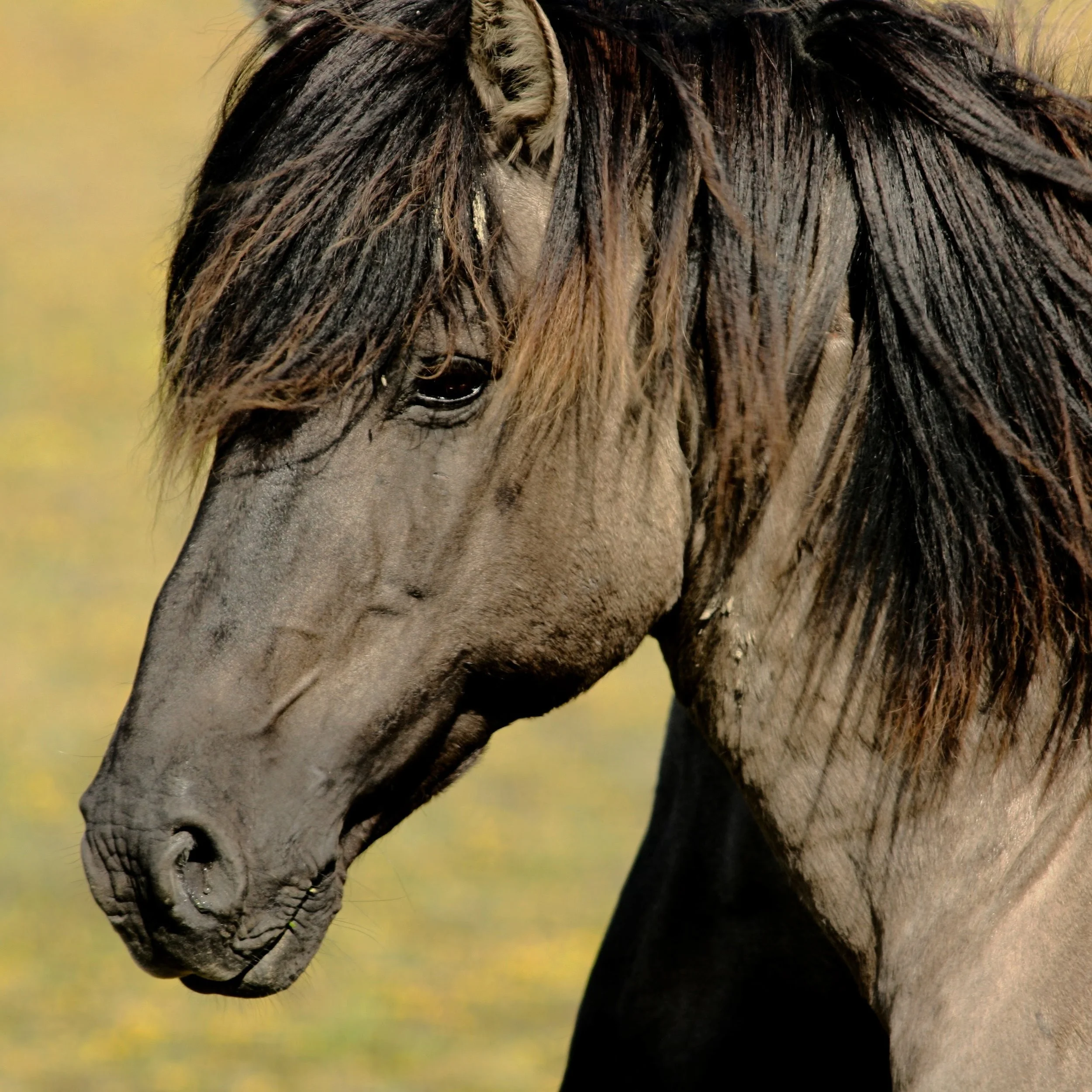 Horse-14