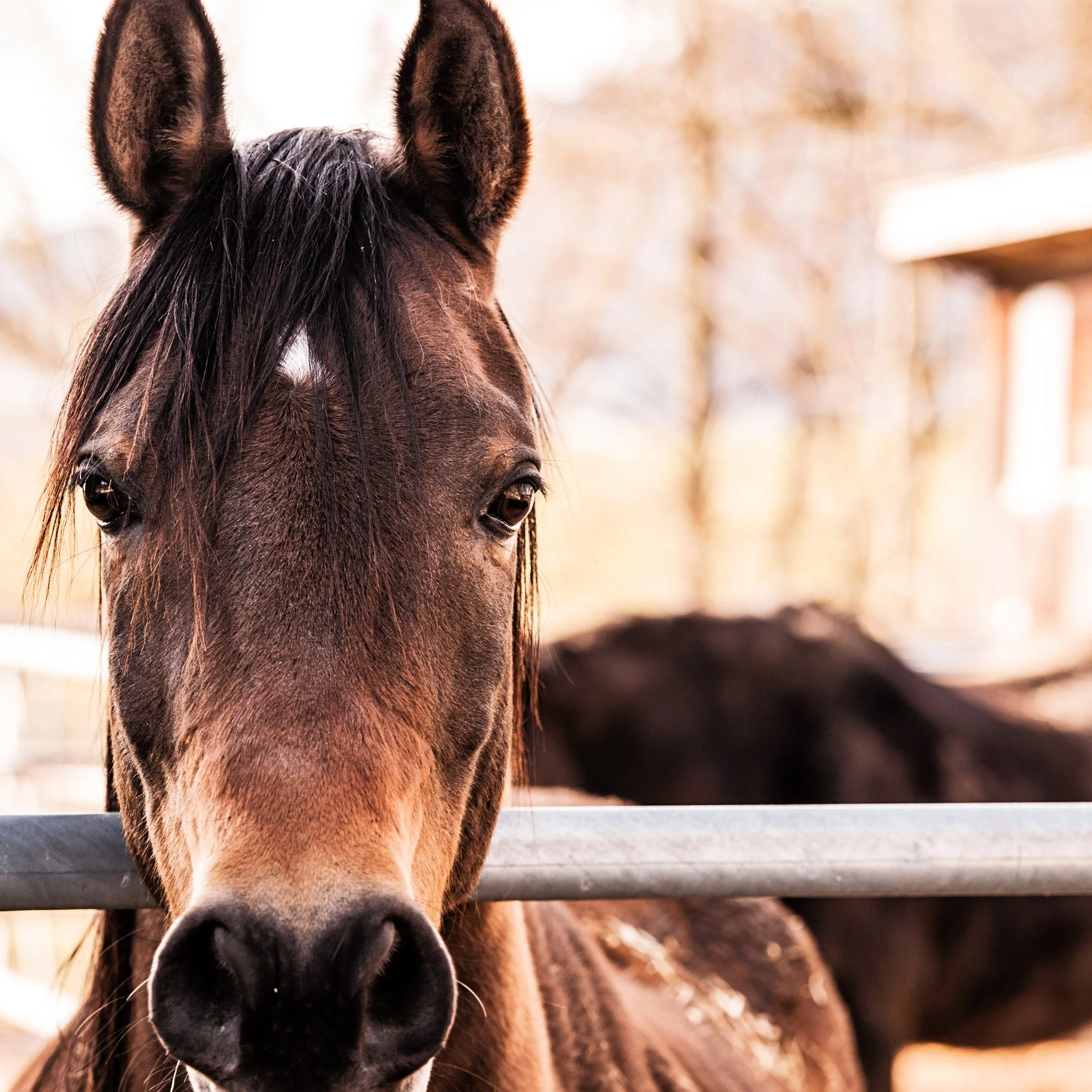 Horse-13