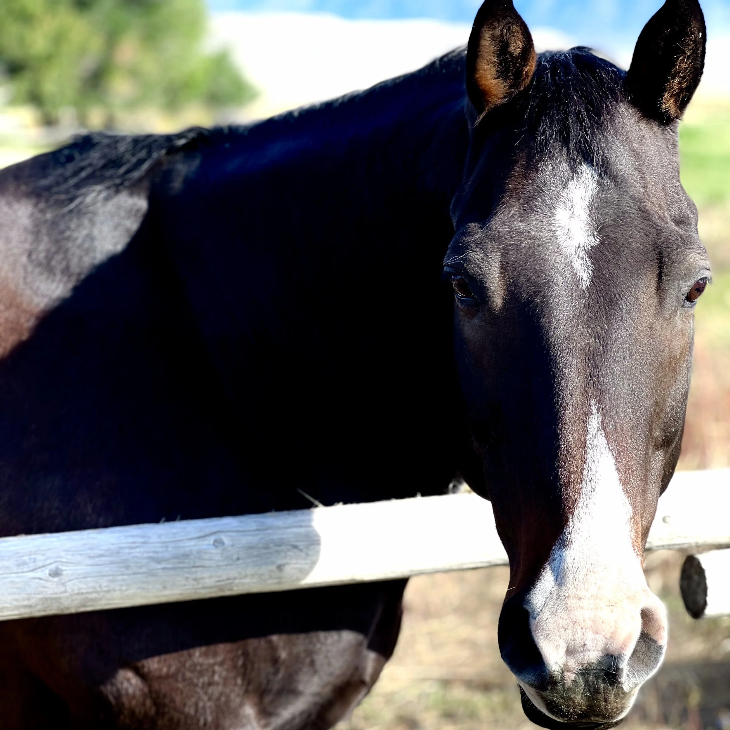 Horse-12