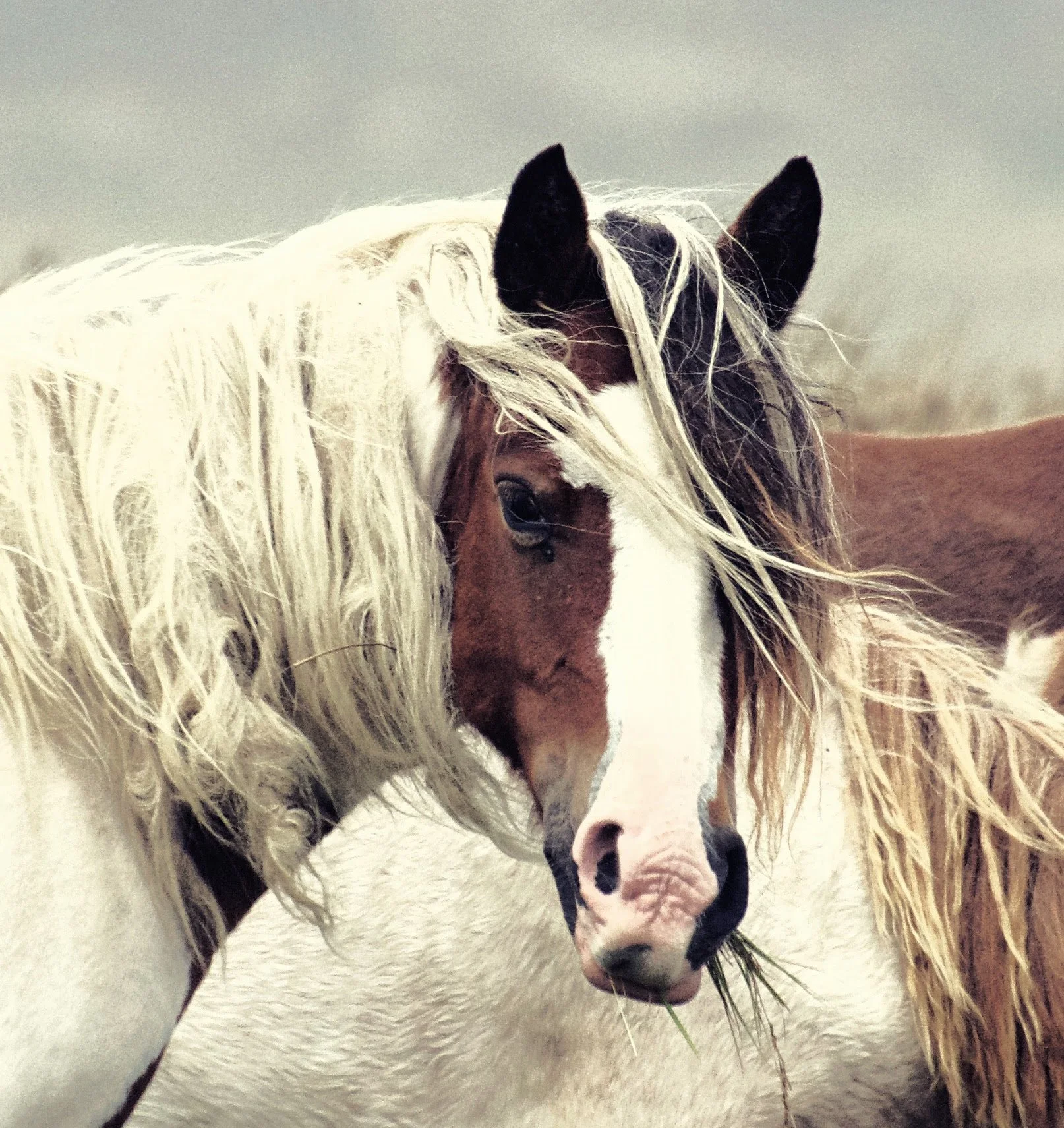 Horse-11