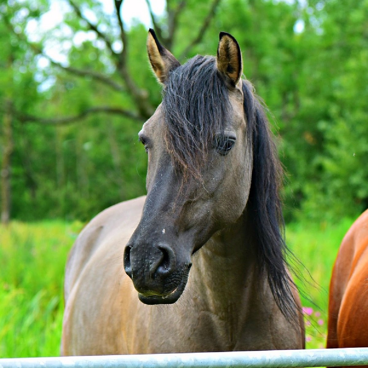 Horse-10
