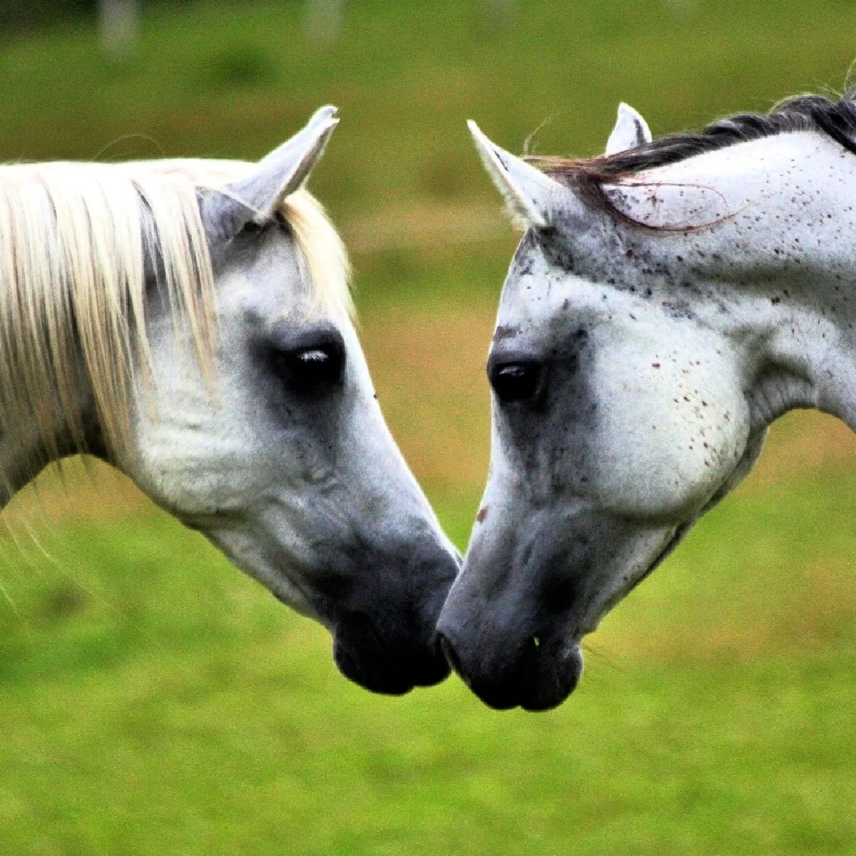 Horse-9