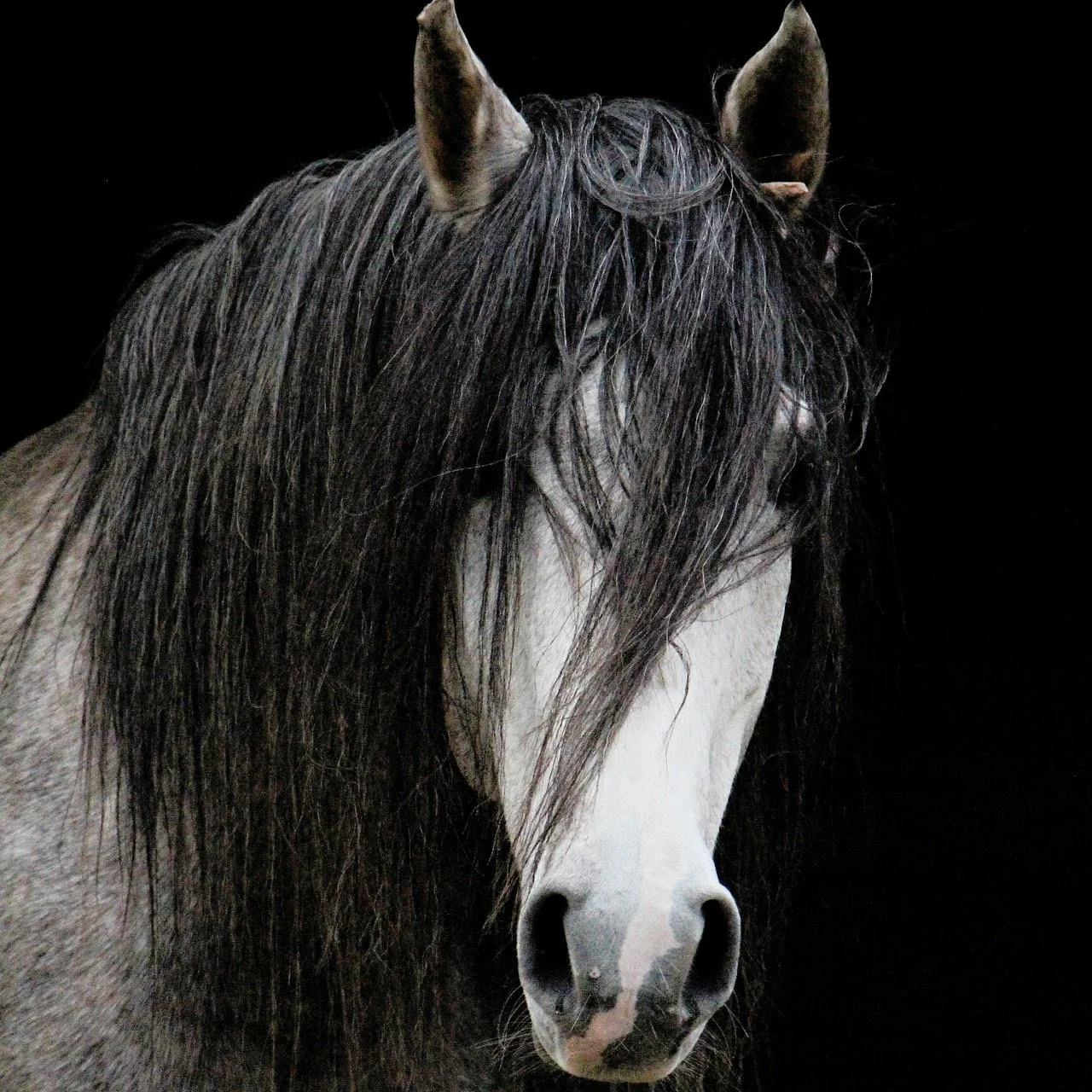 Horse-8