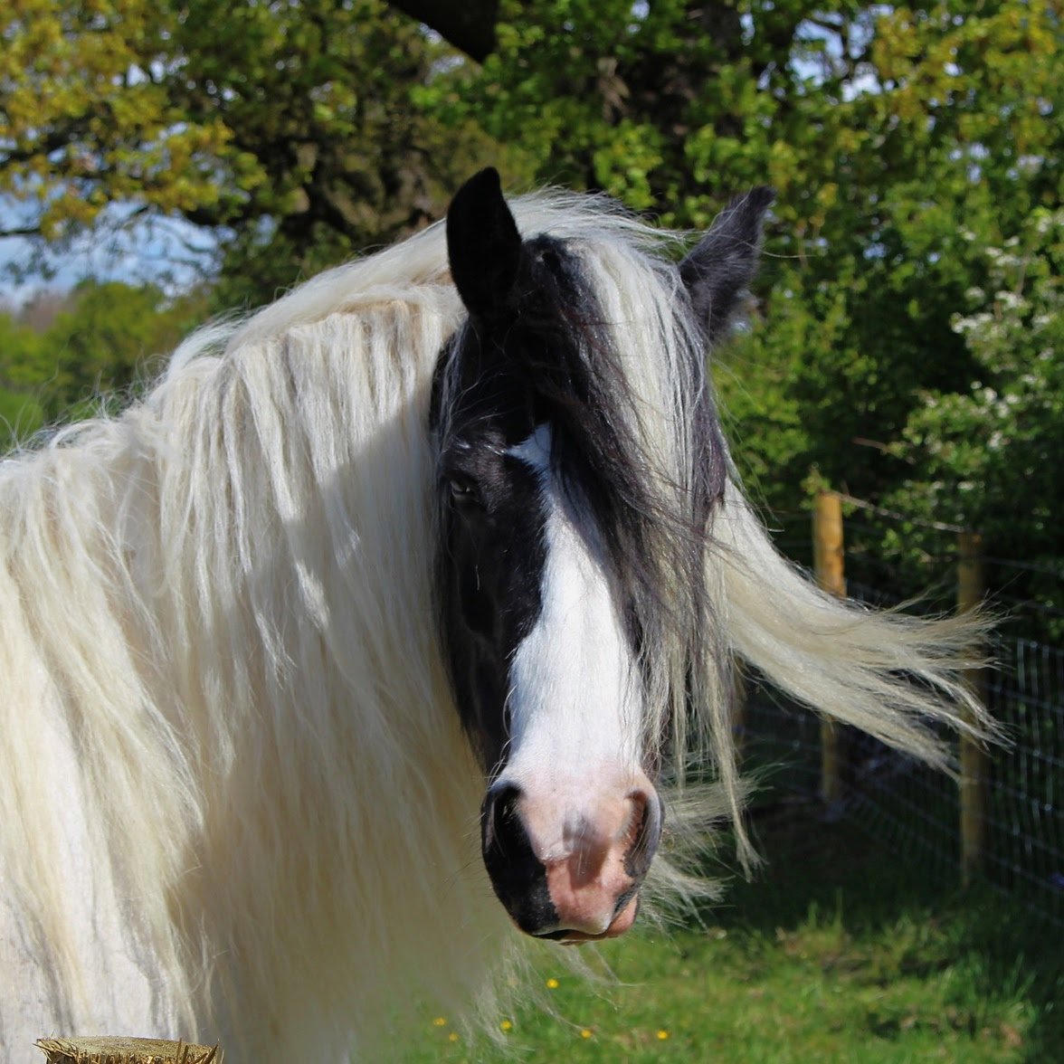 Horse-7