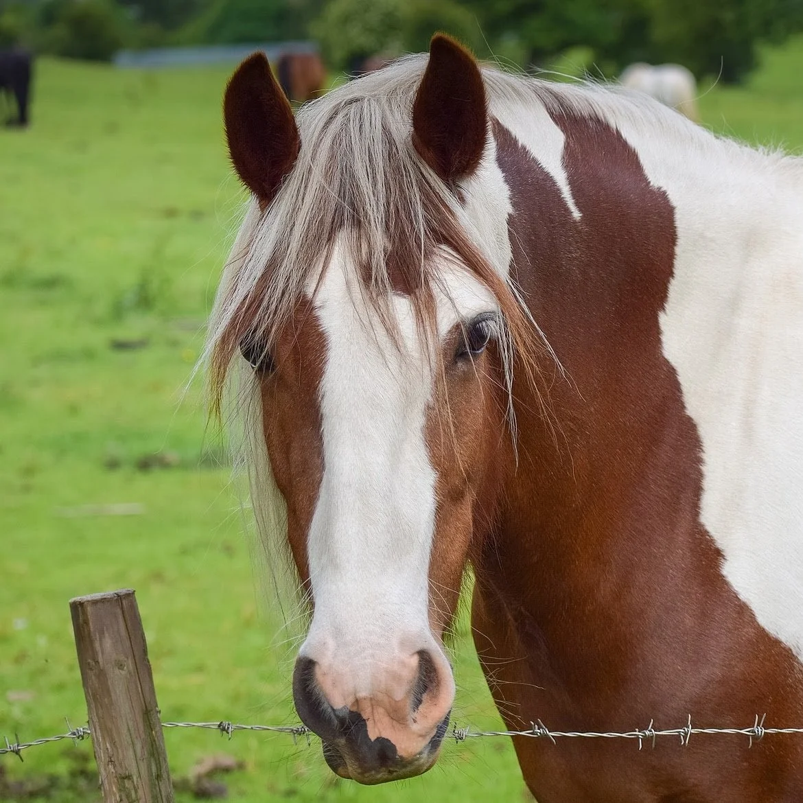 Horse-6