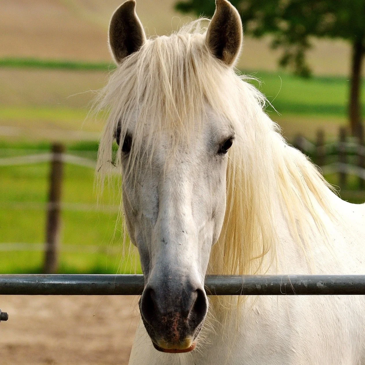 Horse-5