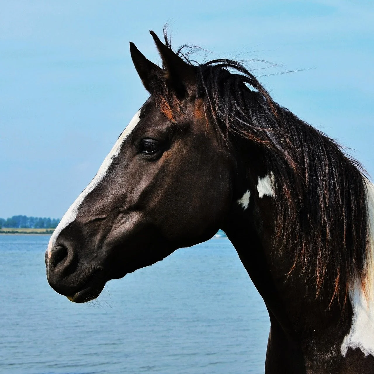 Horse-4