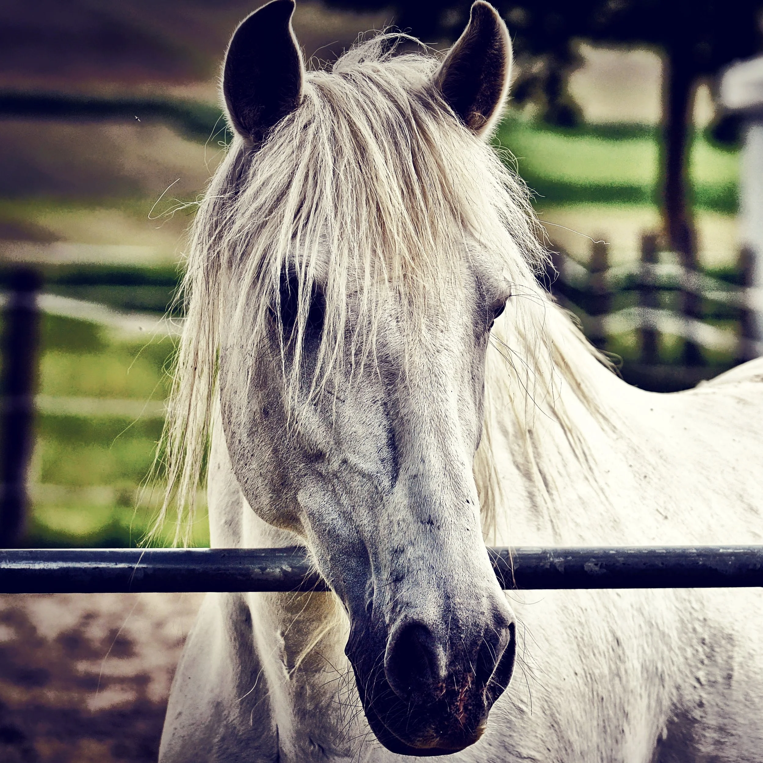 Horse-3