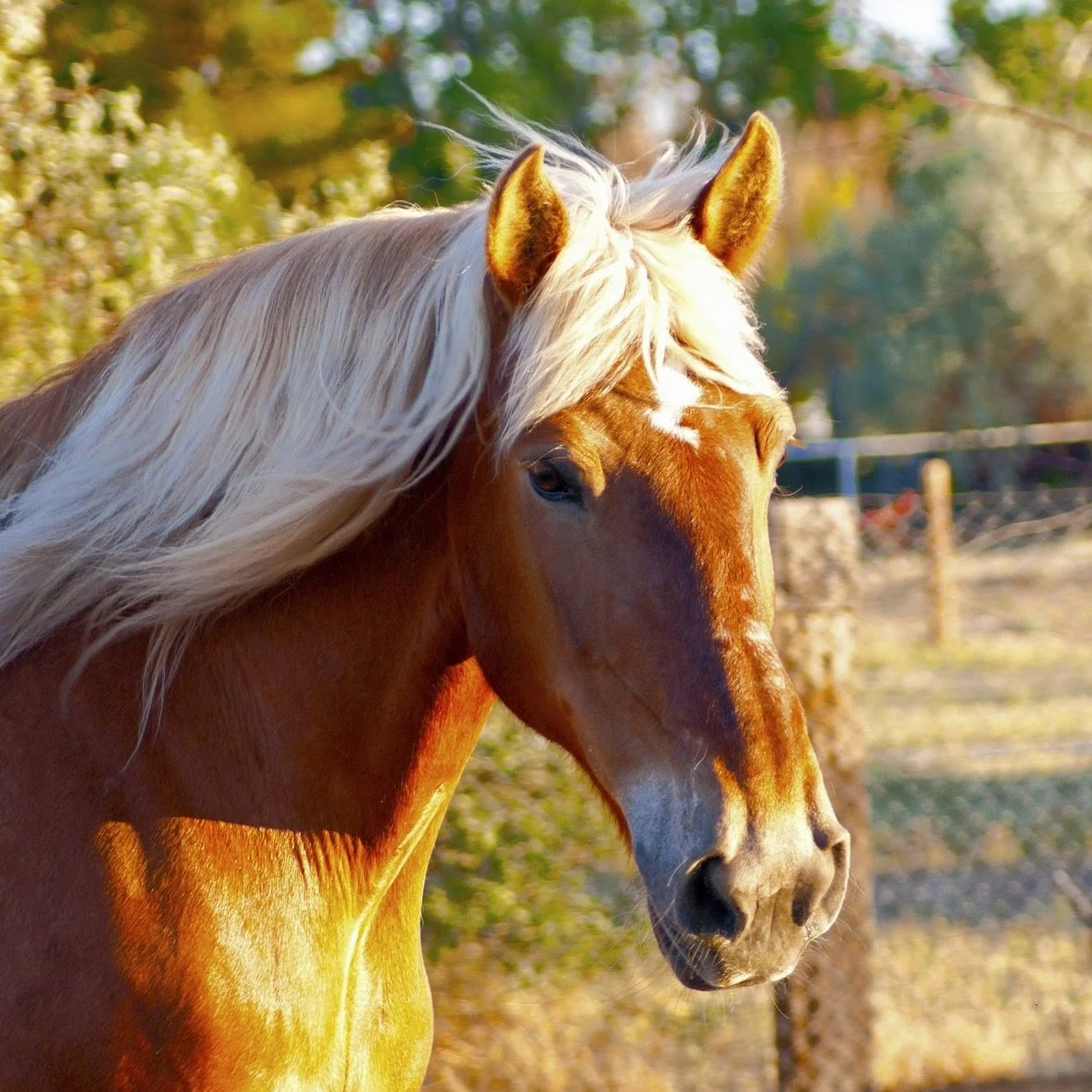 Horse-2