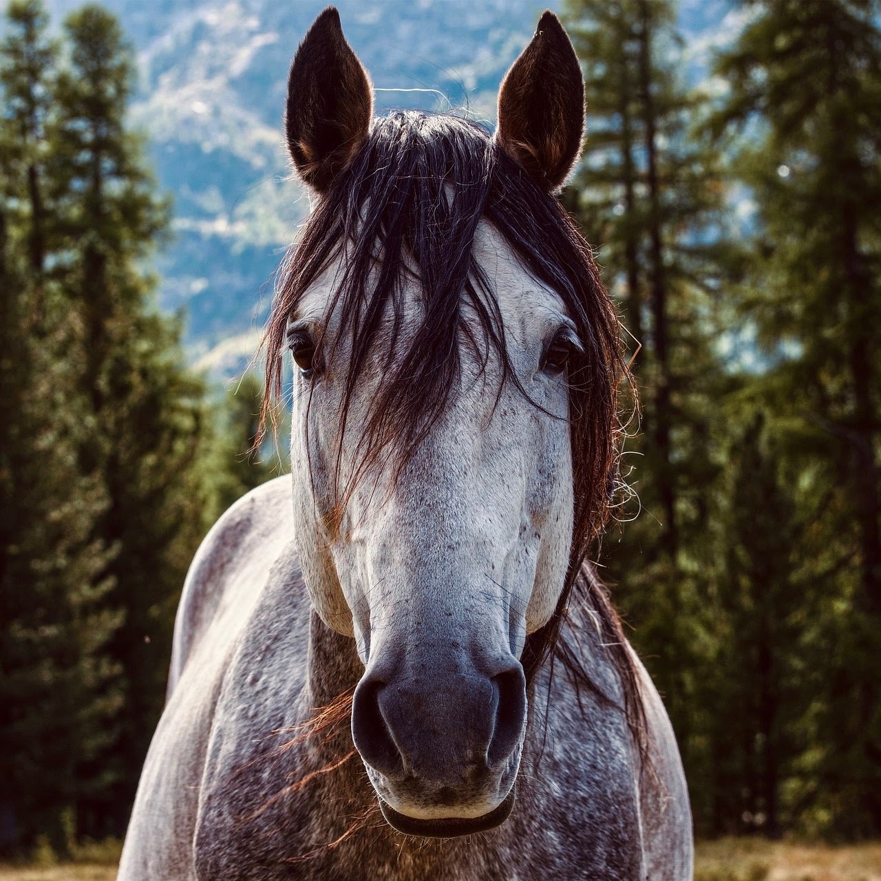 Horse-1