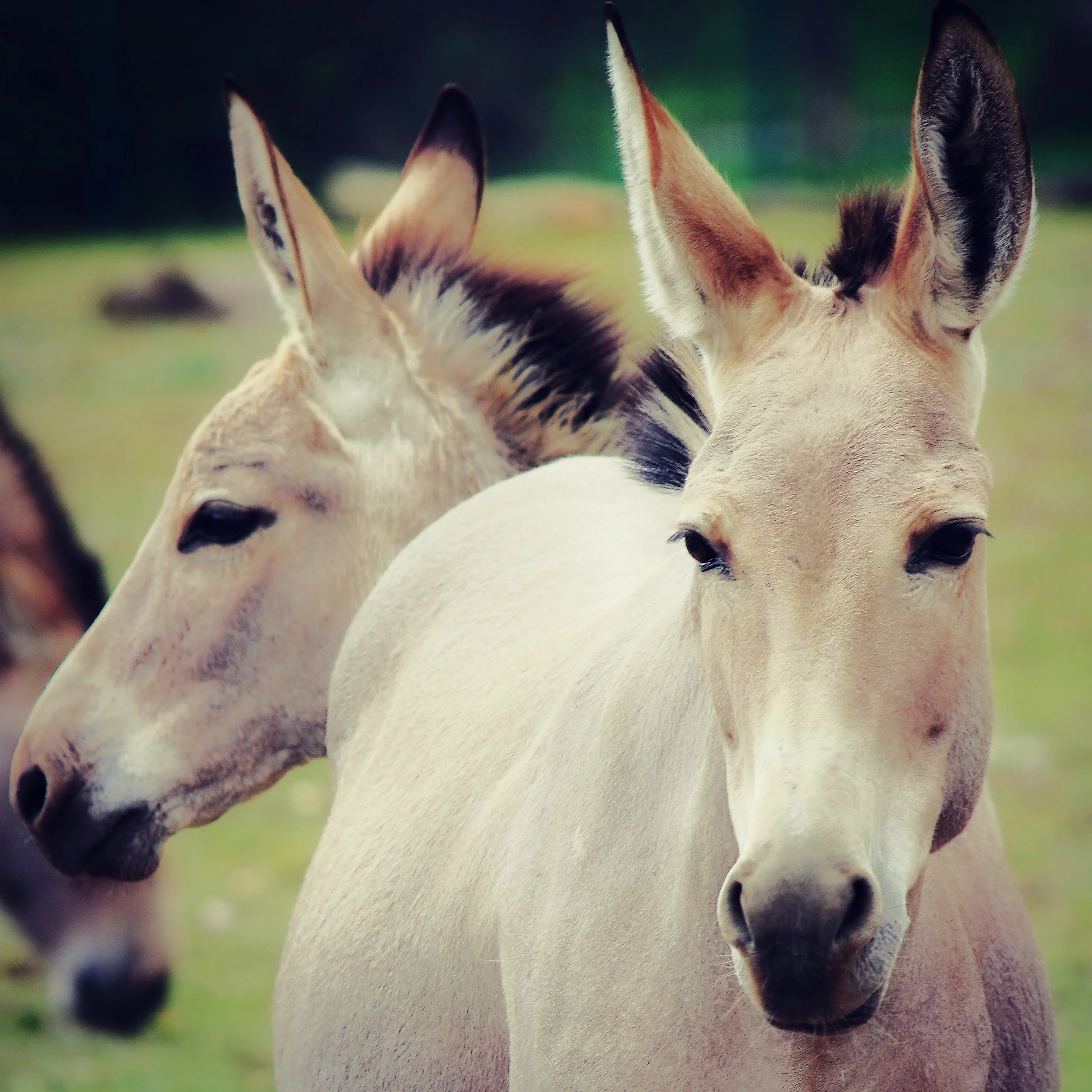 Mule-2