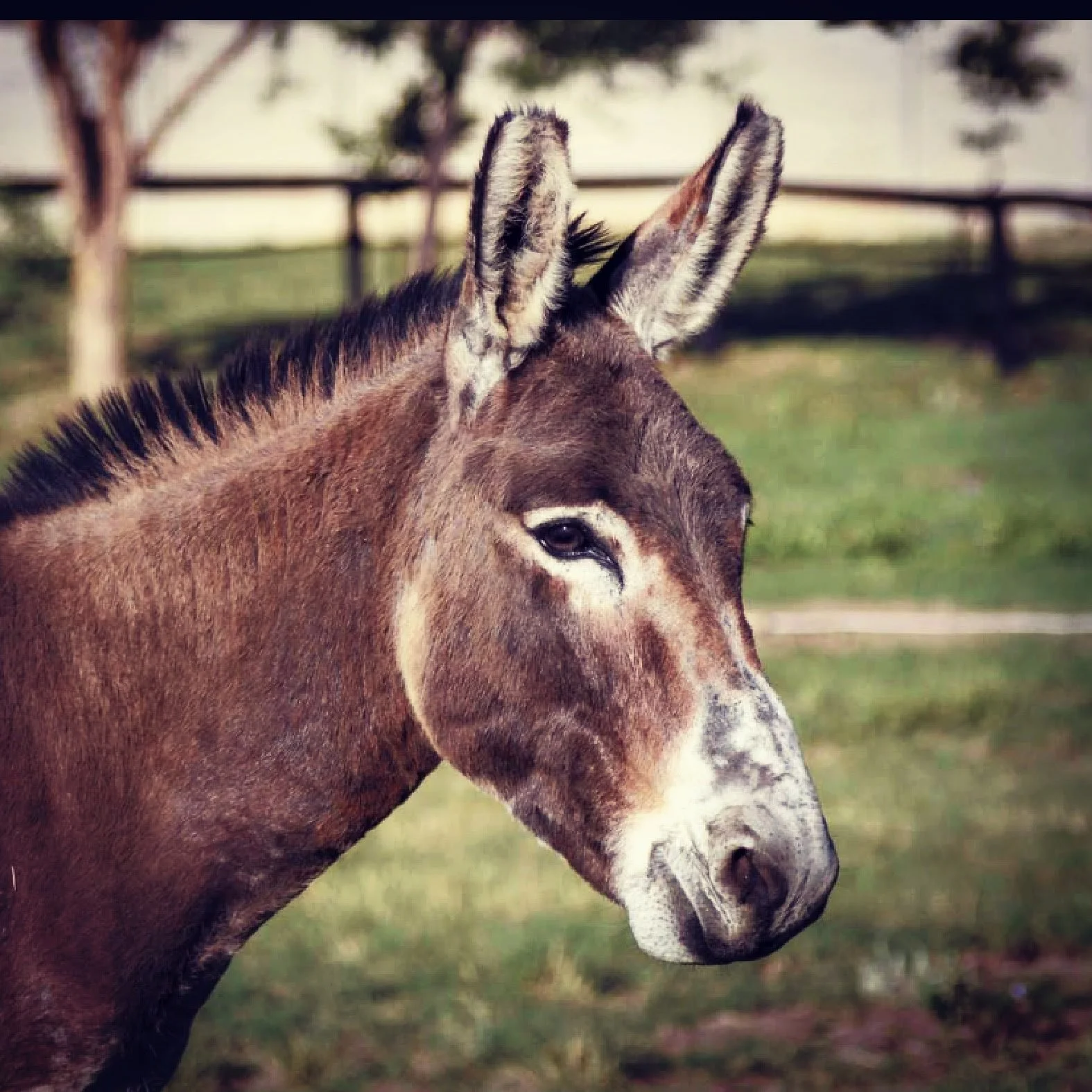 Mule-1