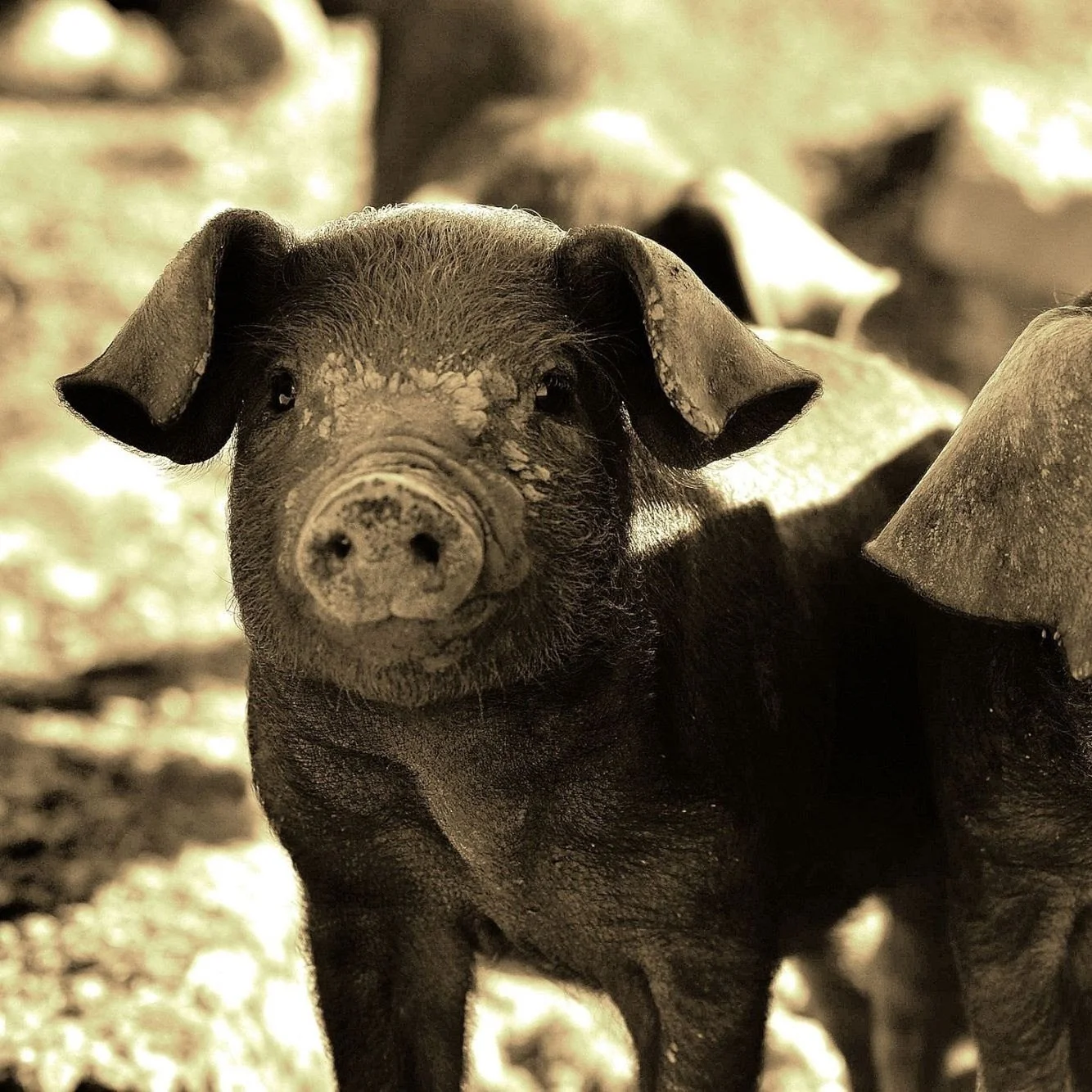 Pig-6