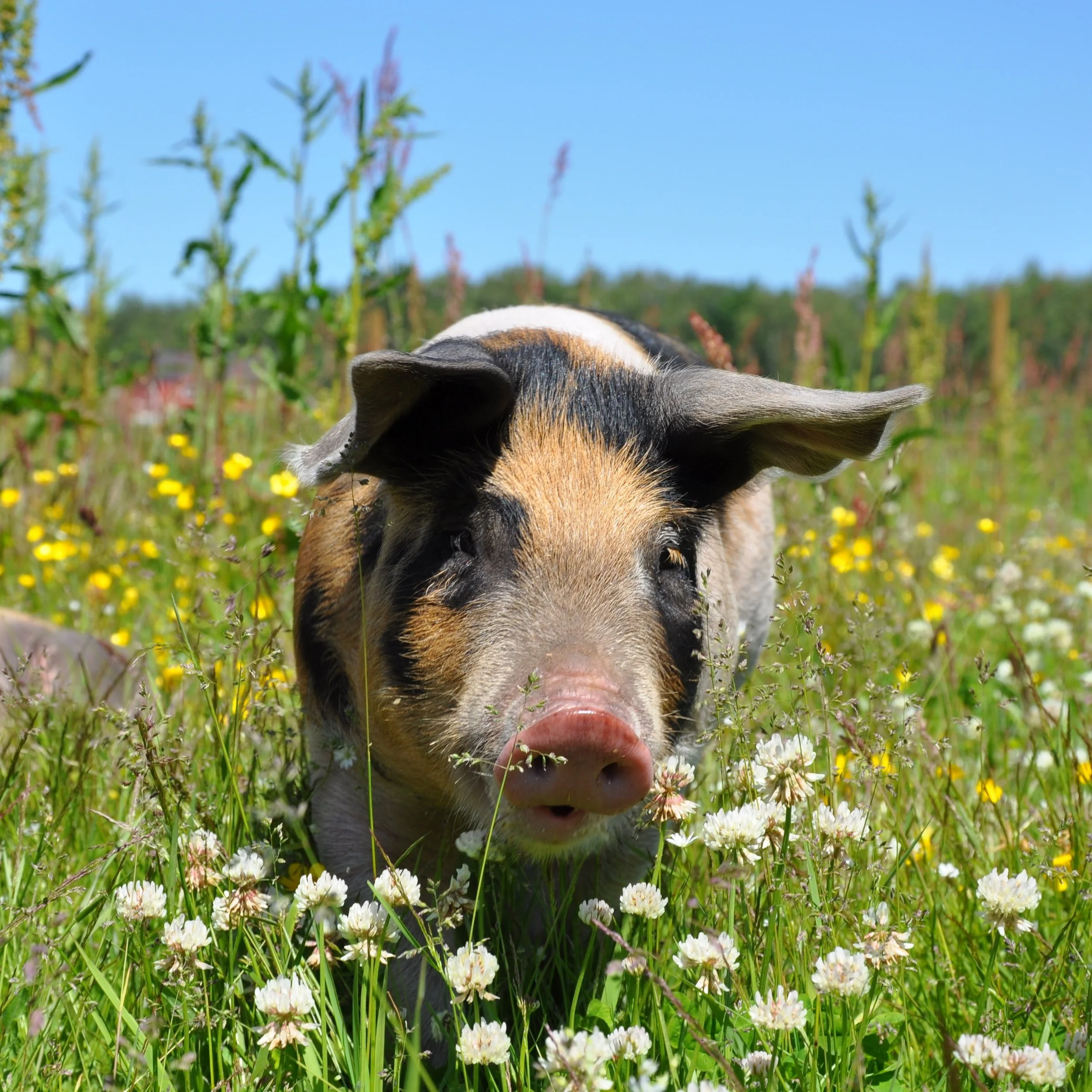 Pig-7