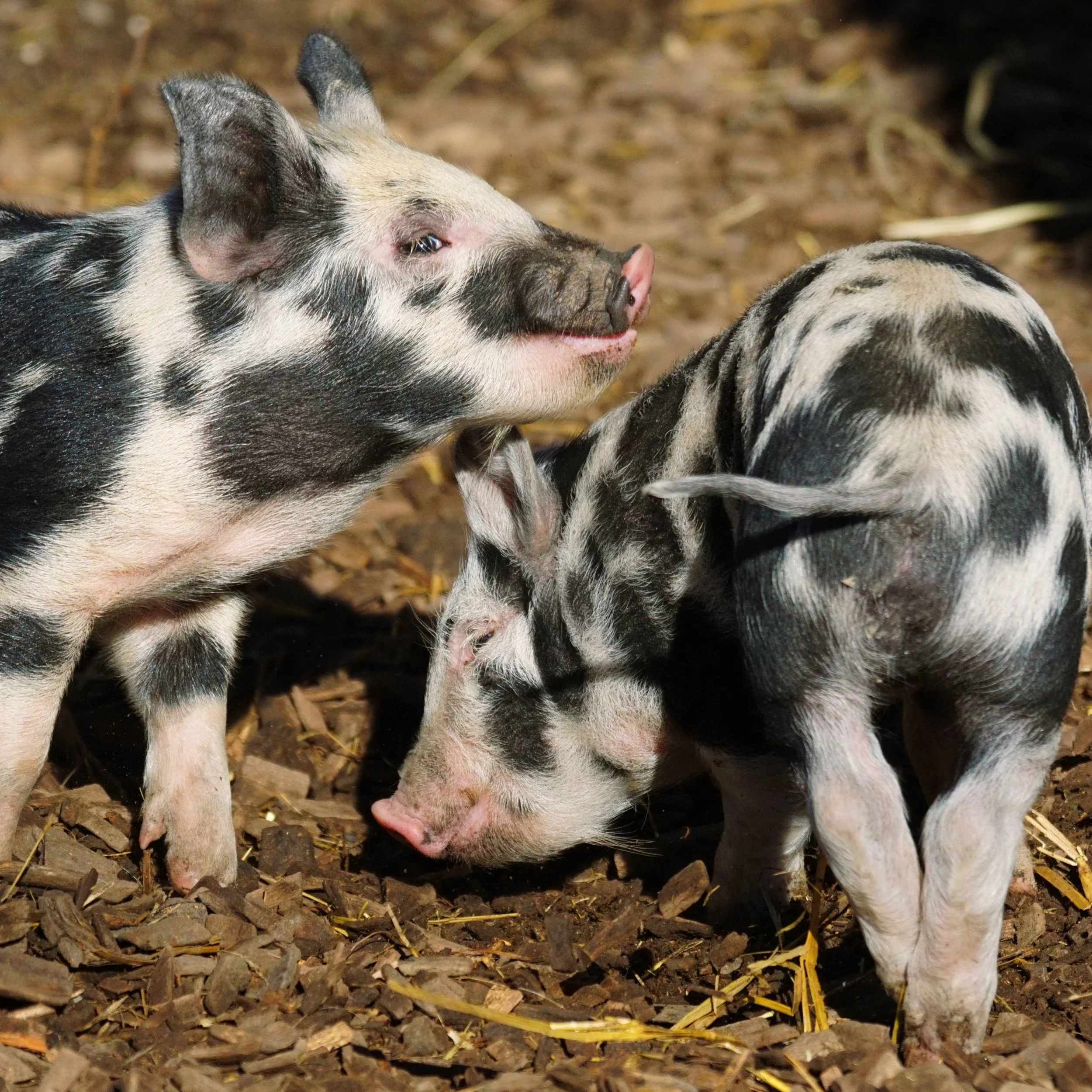 Pig-5