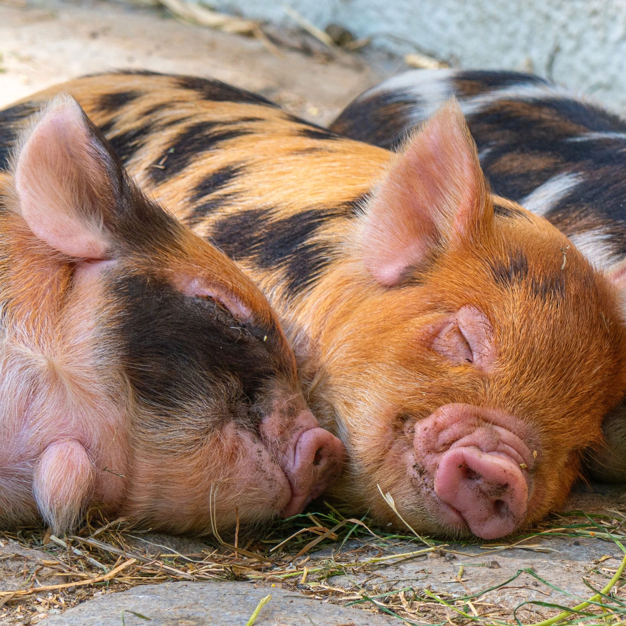 Pig-4