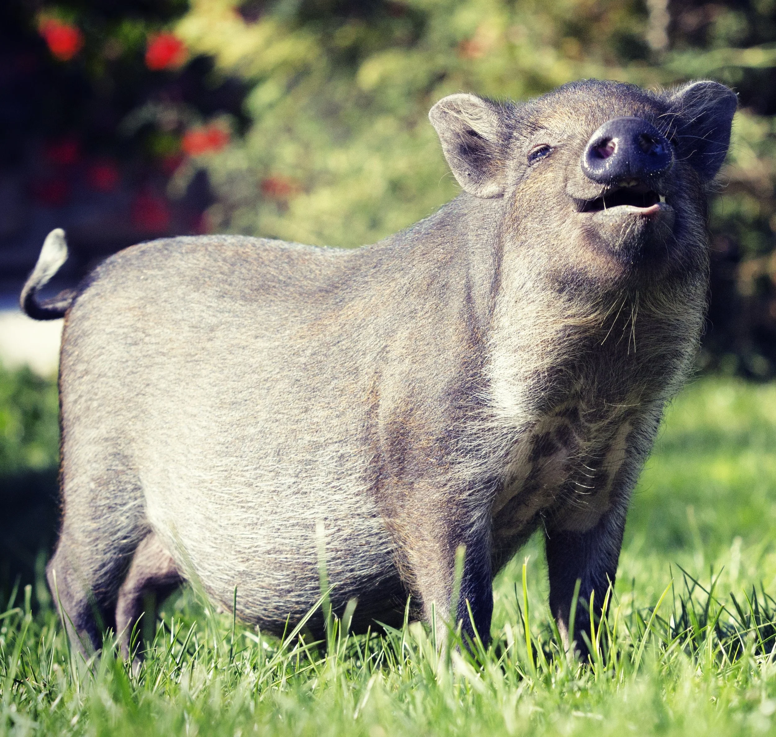 Pig-3