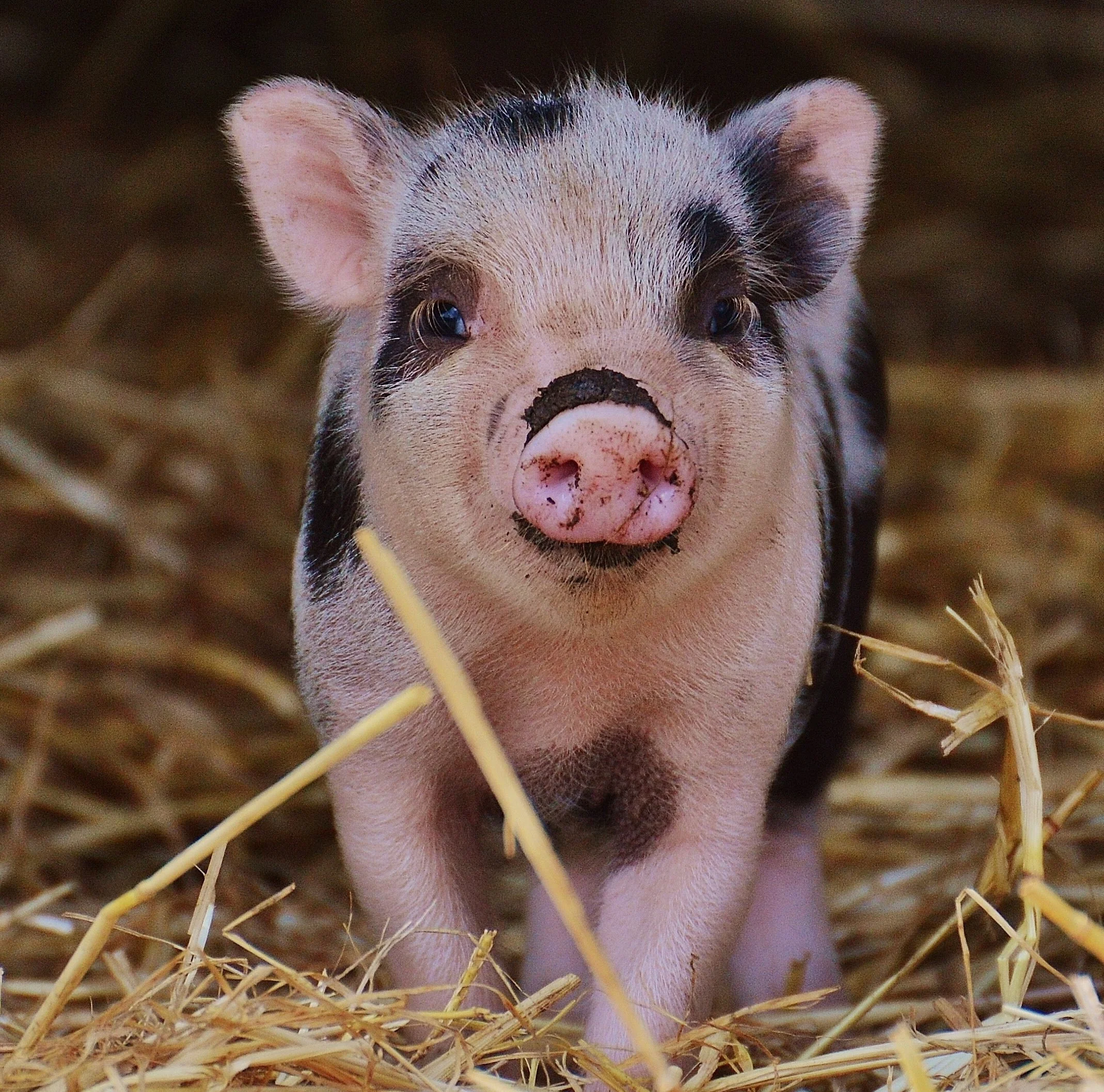 Pig-2