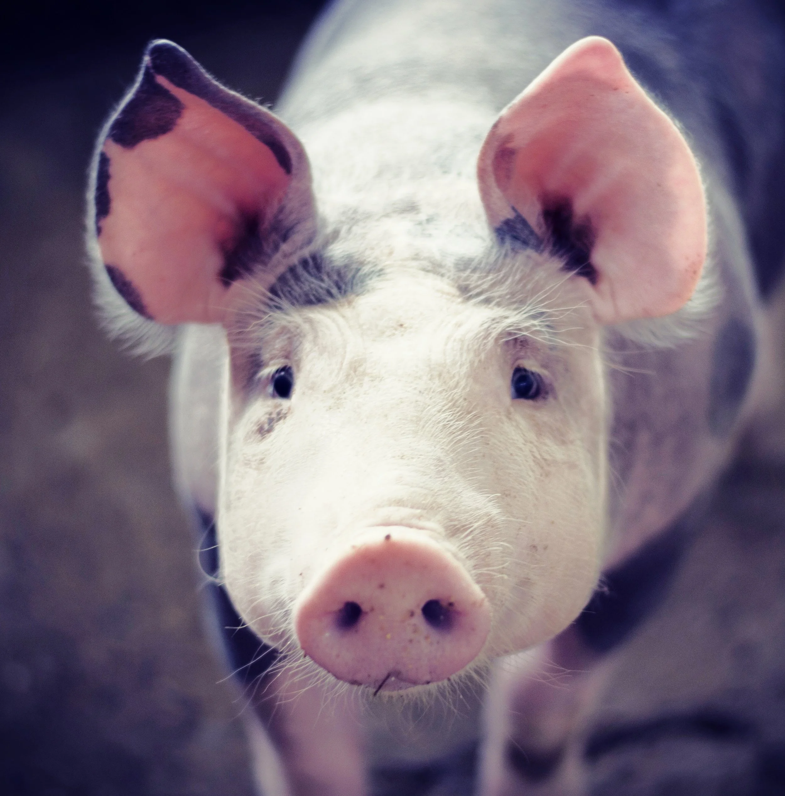 Pig-1