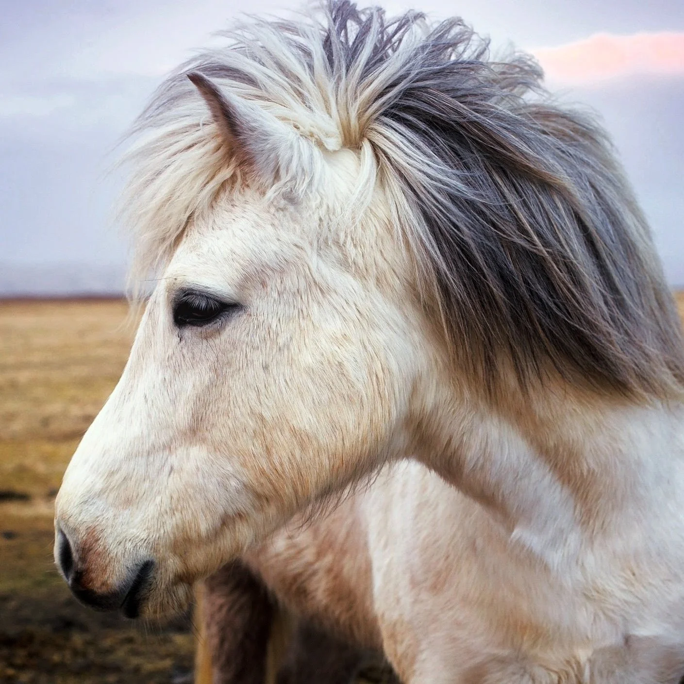 Pony-4