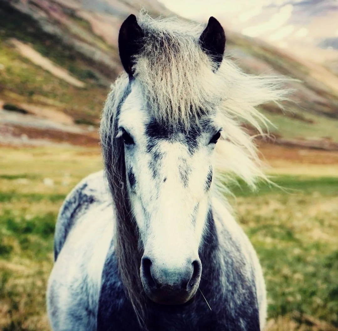 Pony-3