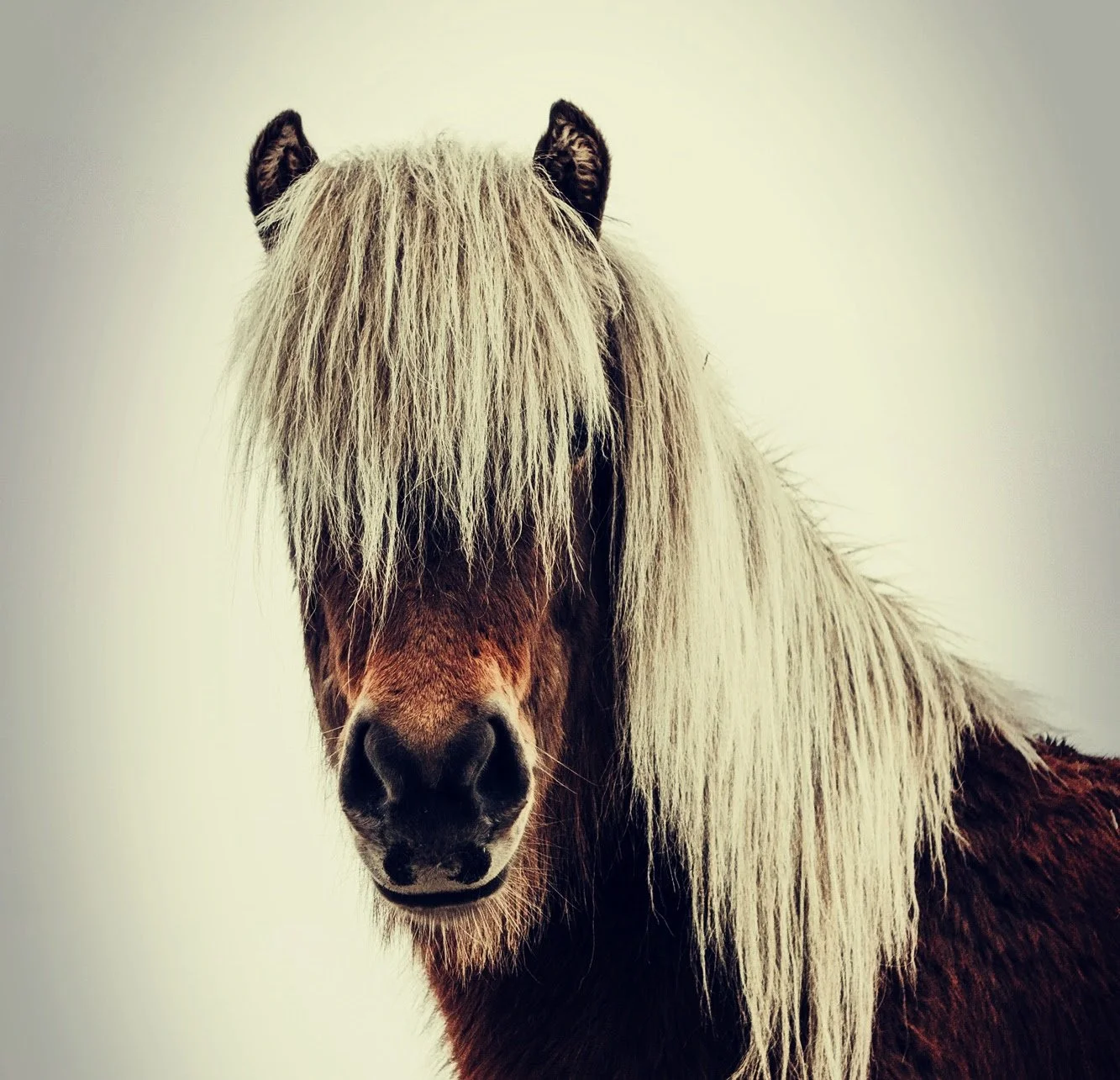 Pony-2