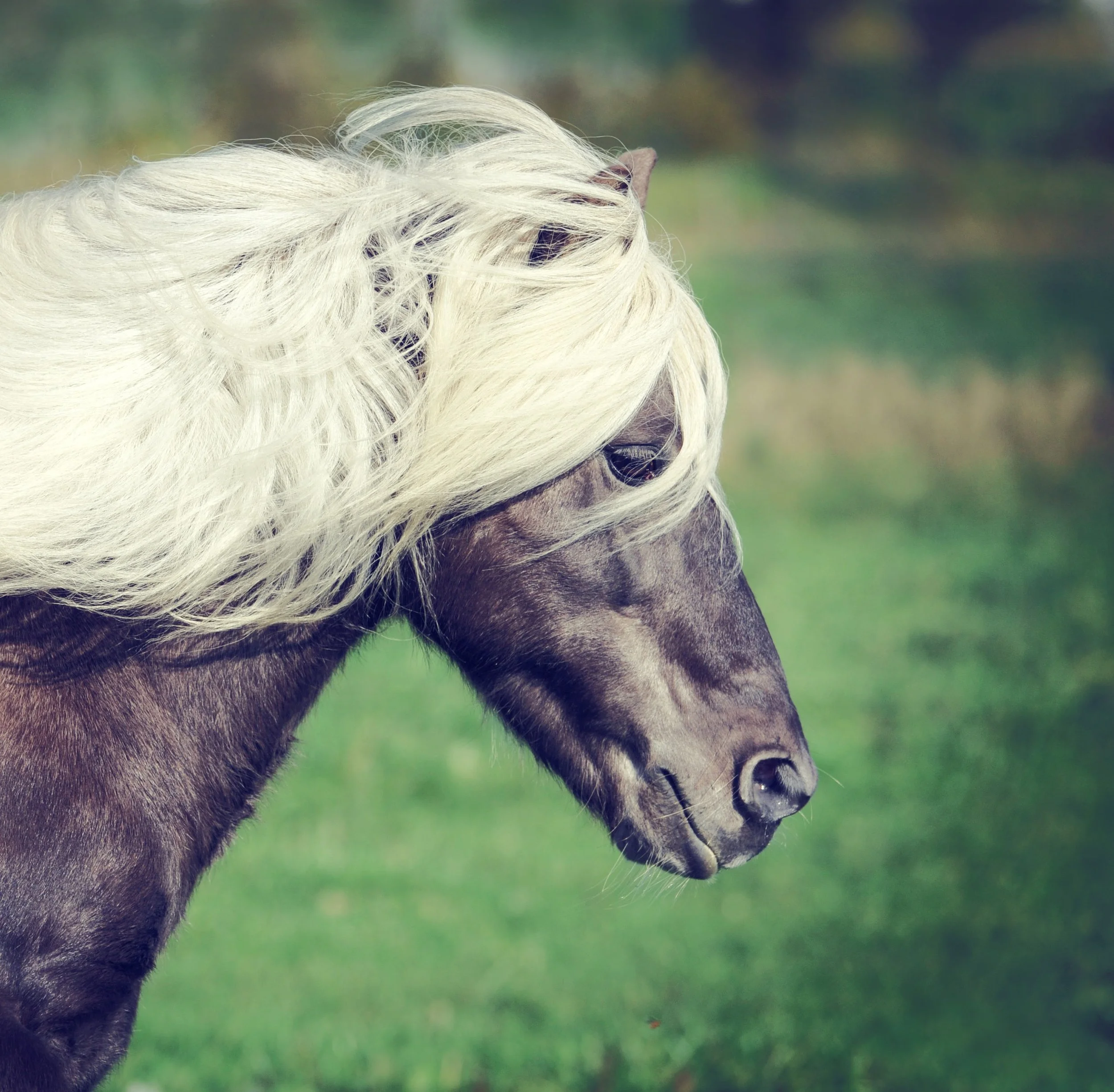 Pony-1