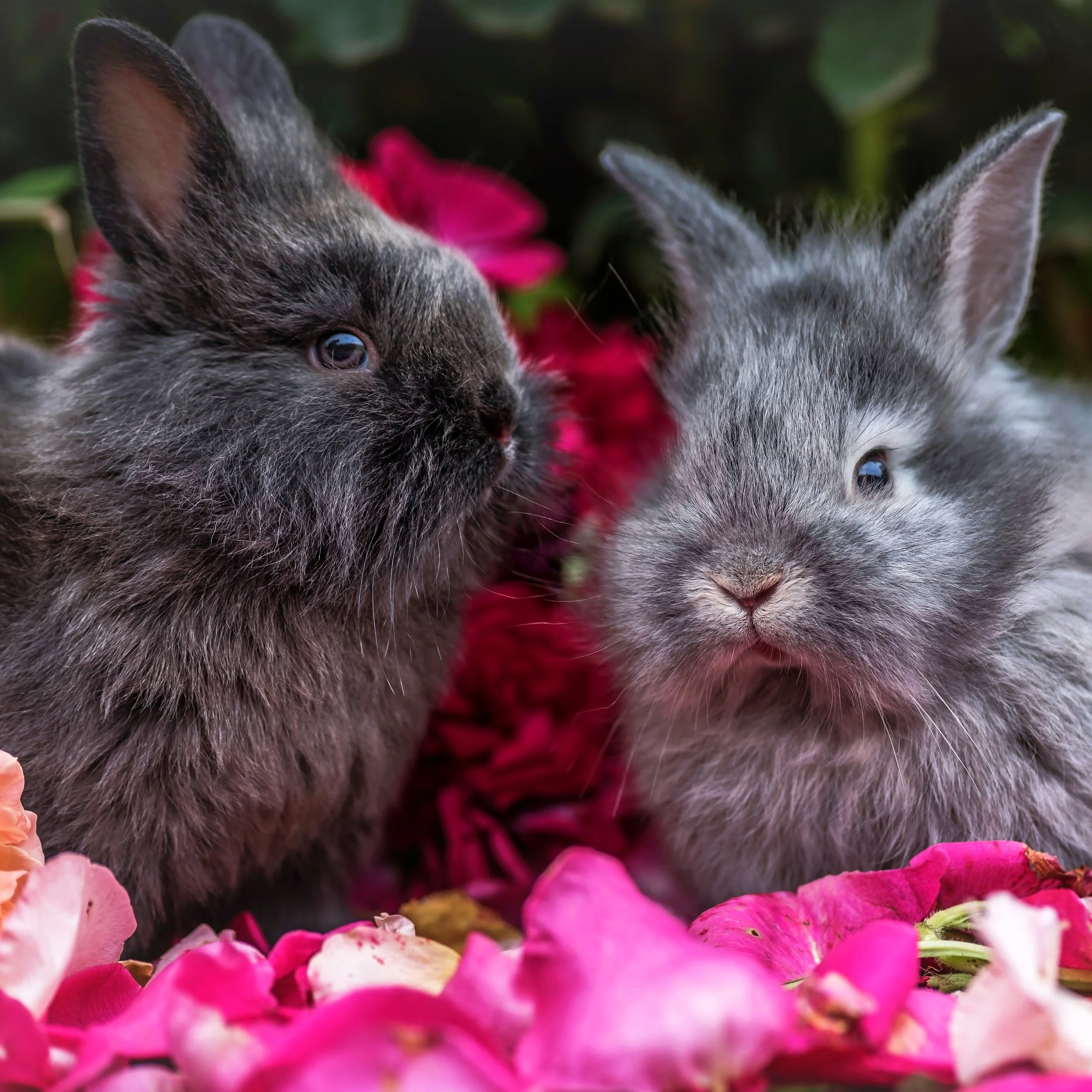 Rabbit-10