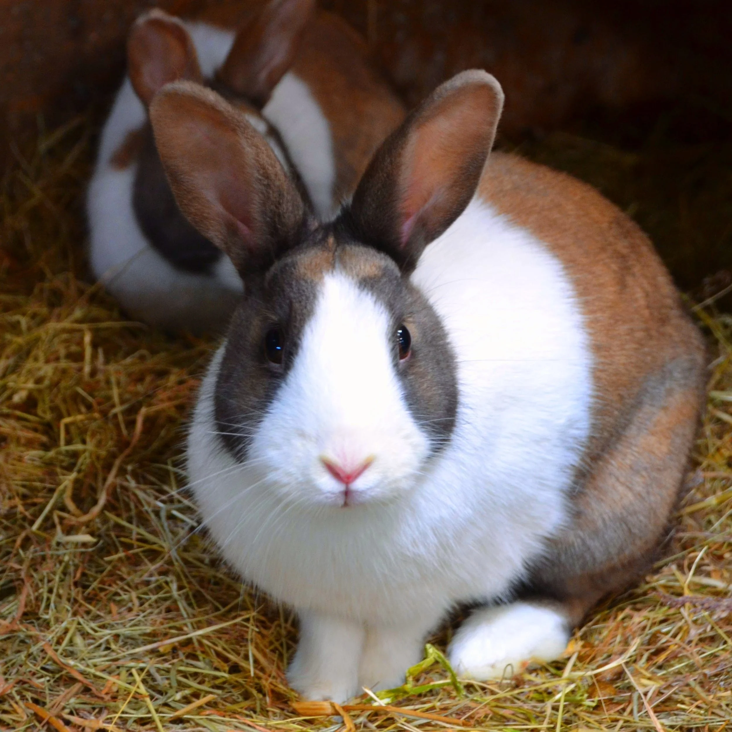 Rabbit-9