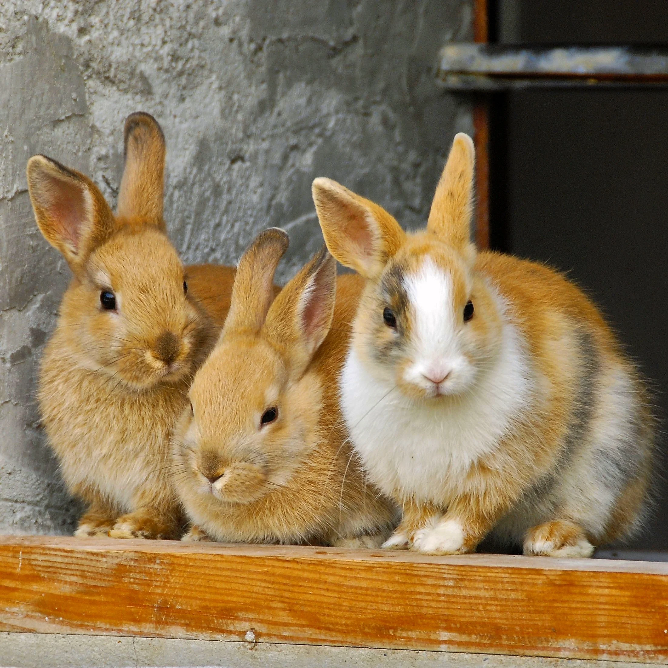 Rabbit-8