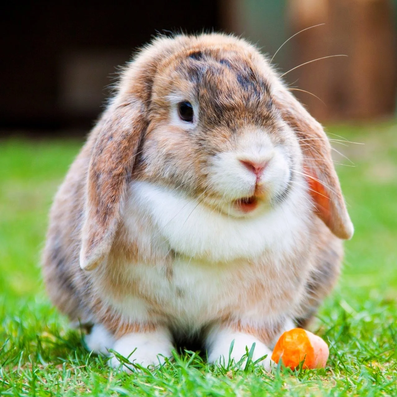 Rabbit-7