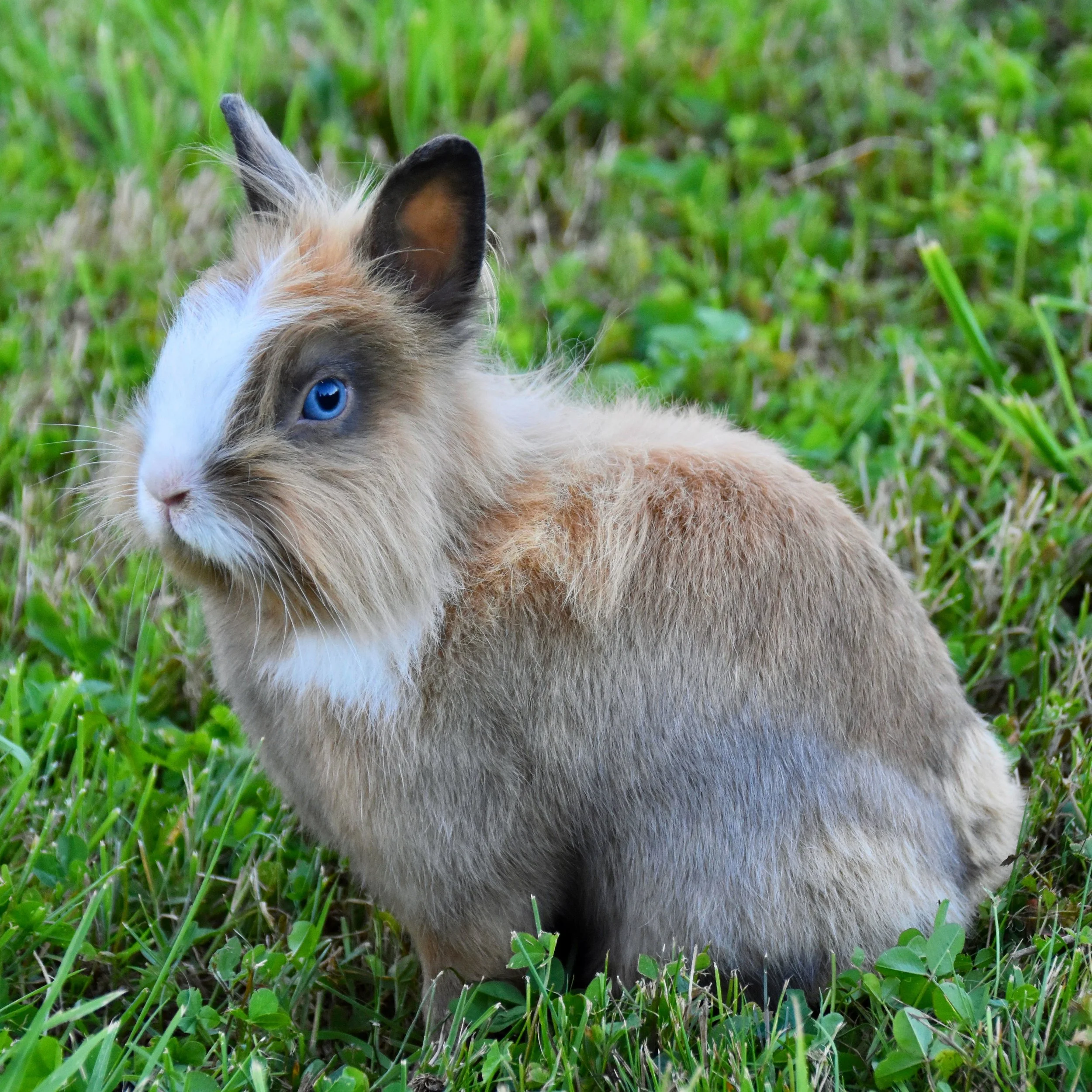 Rabbit-6
