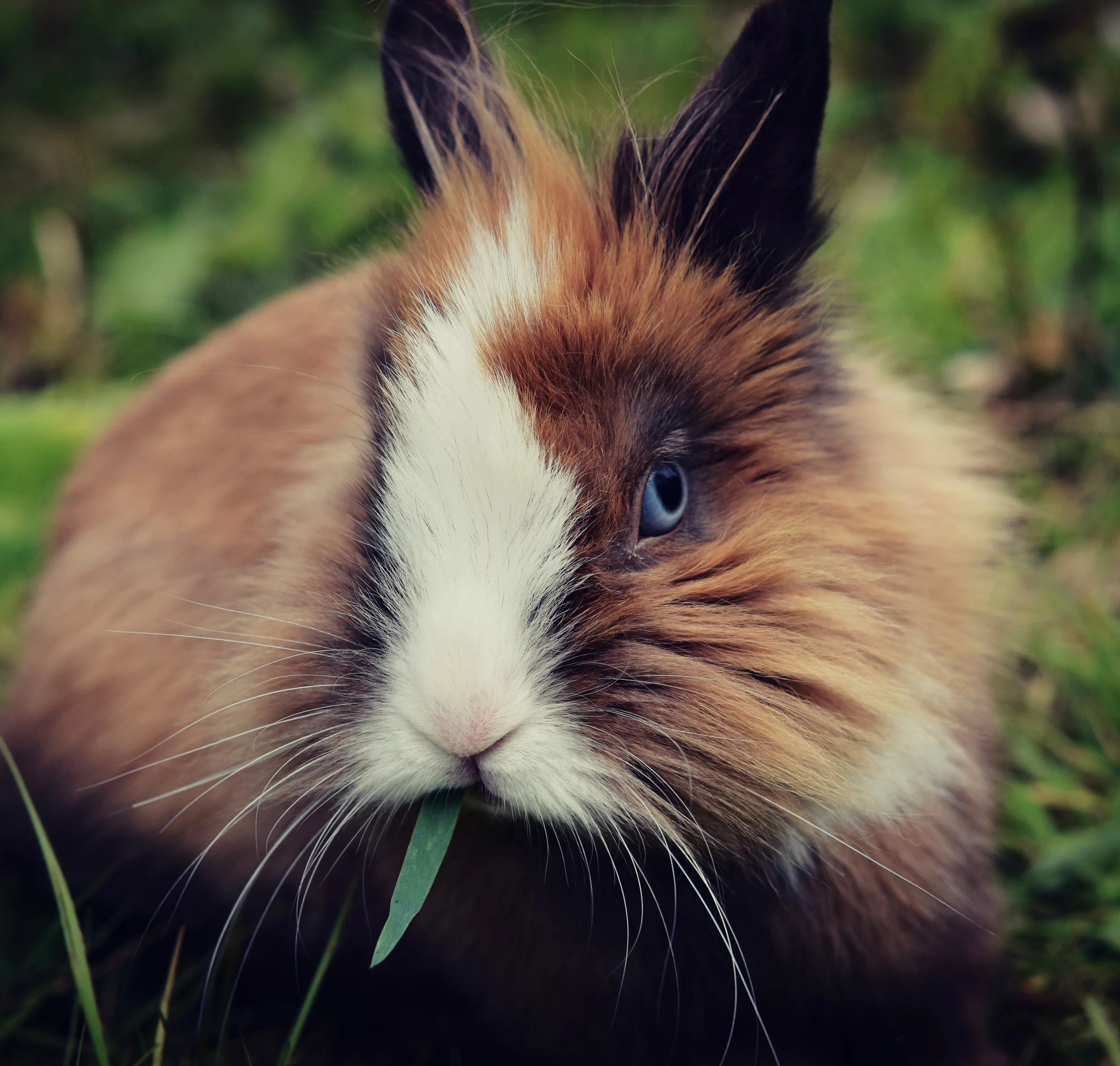Rabbit-5