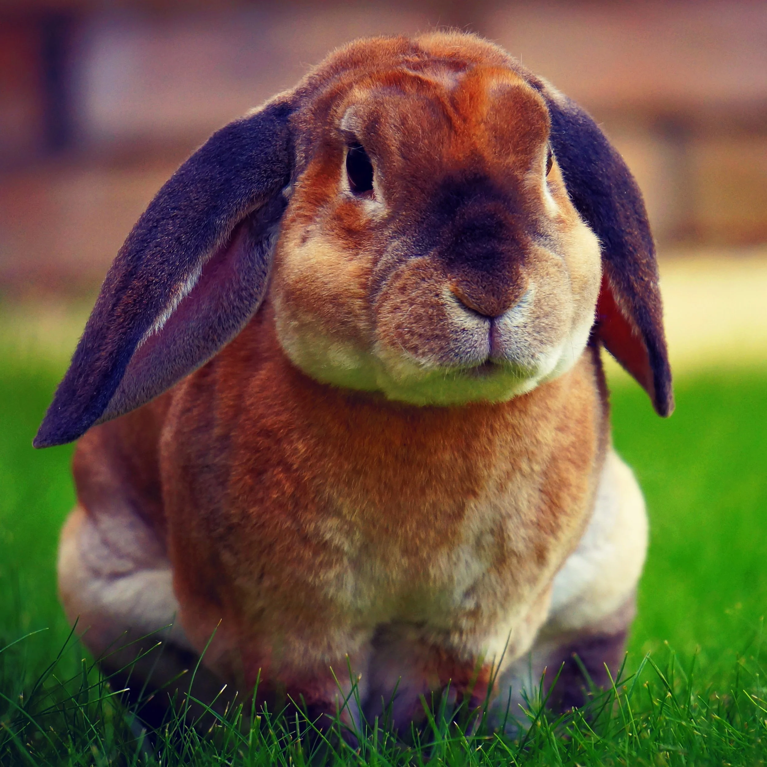 Rabbit-4