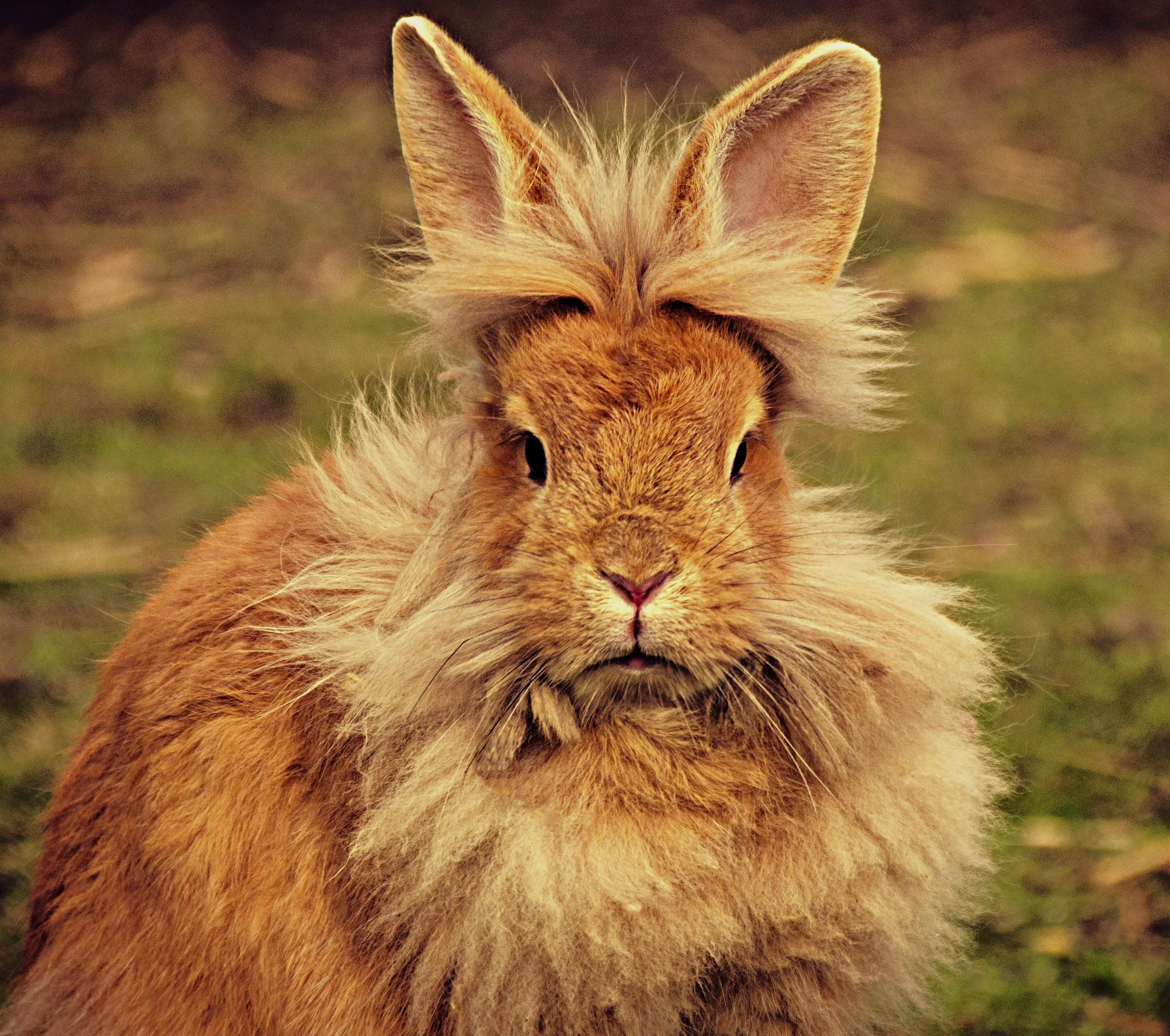 Rabbit-3