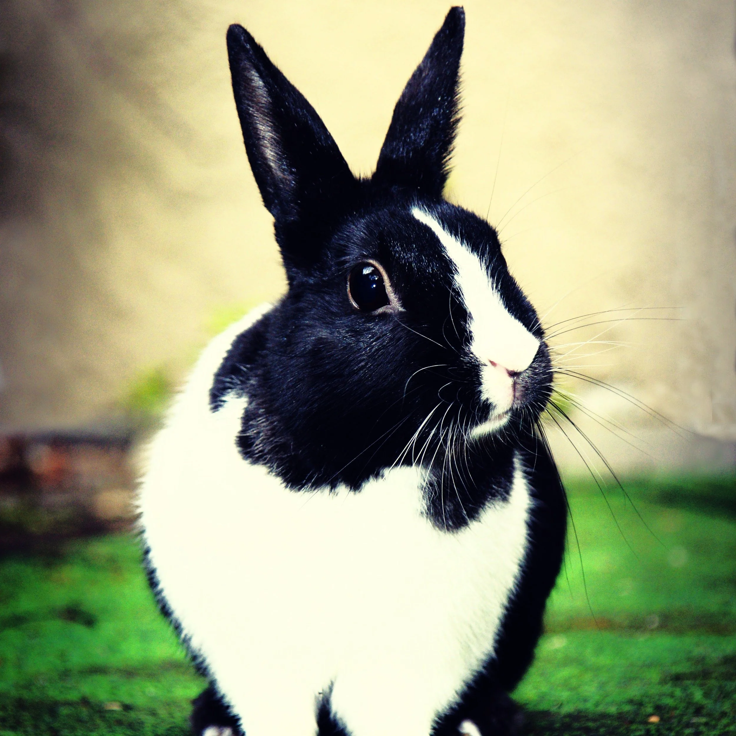Rabbit-2