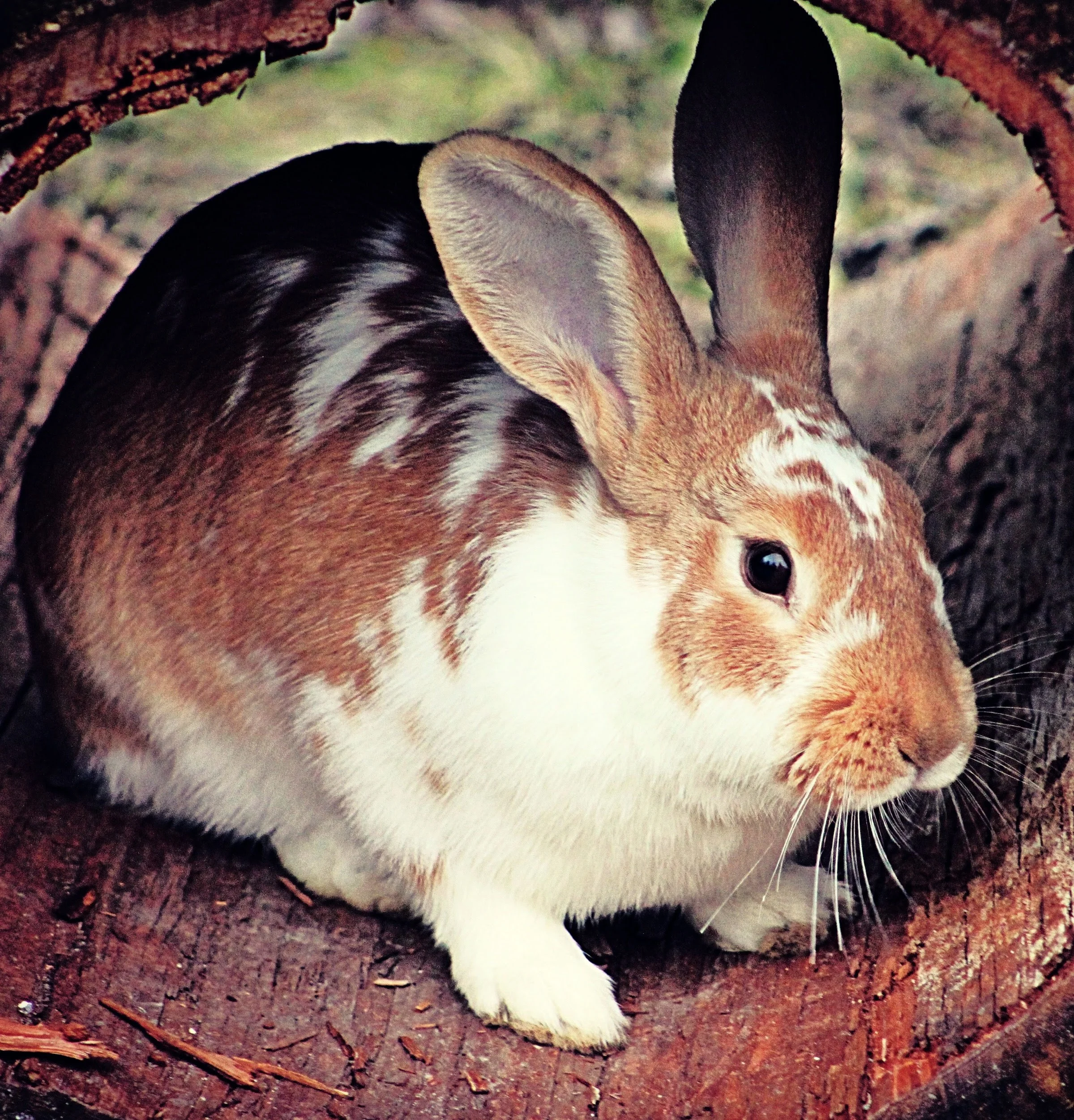 Rabbit-1