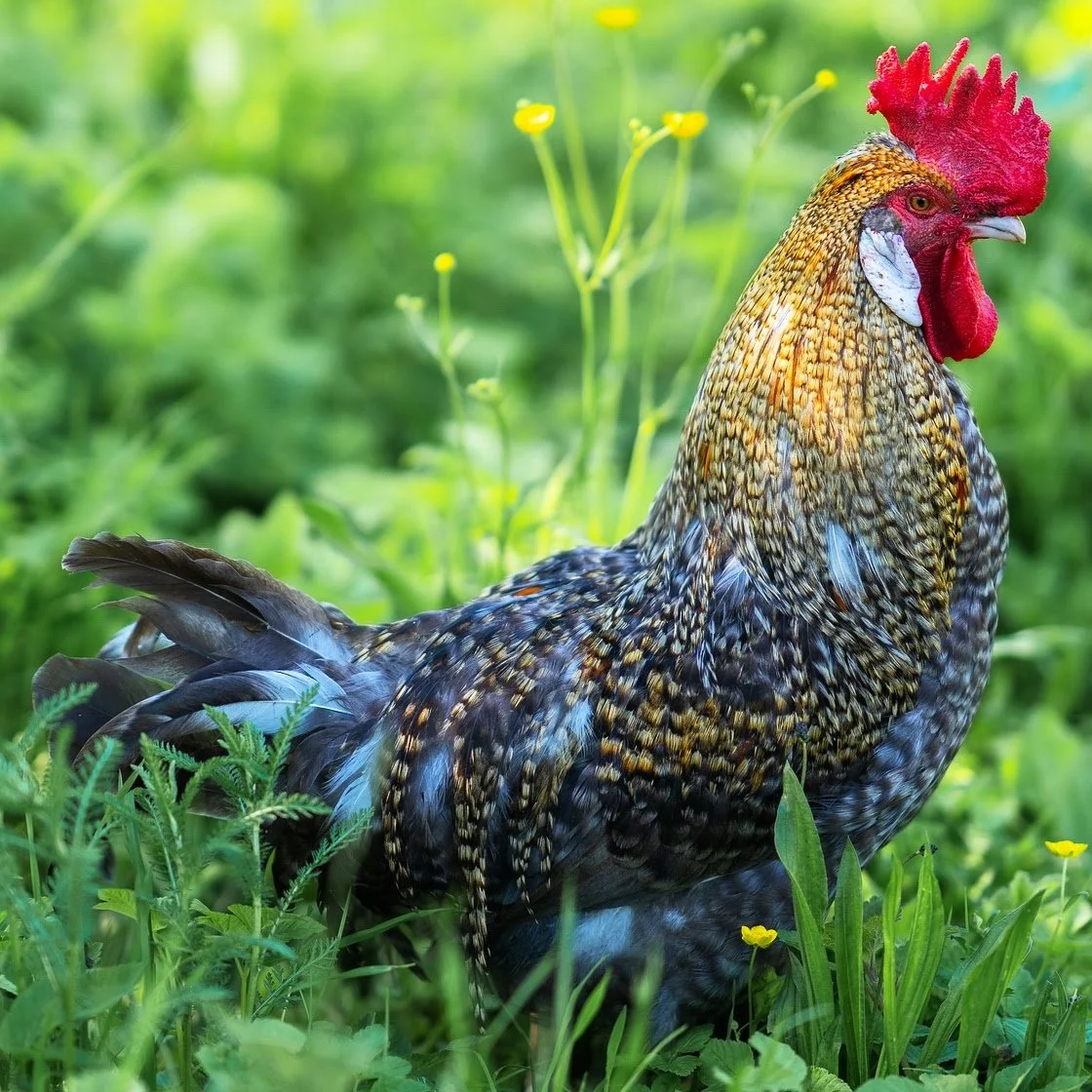 Rooster-3