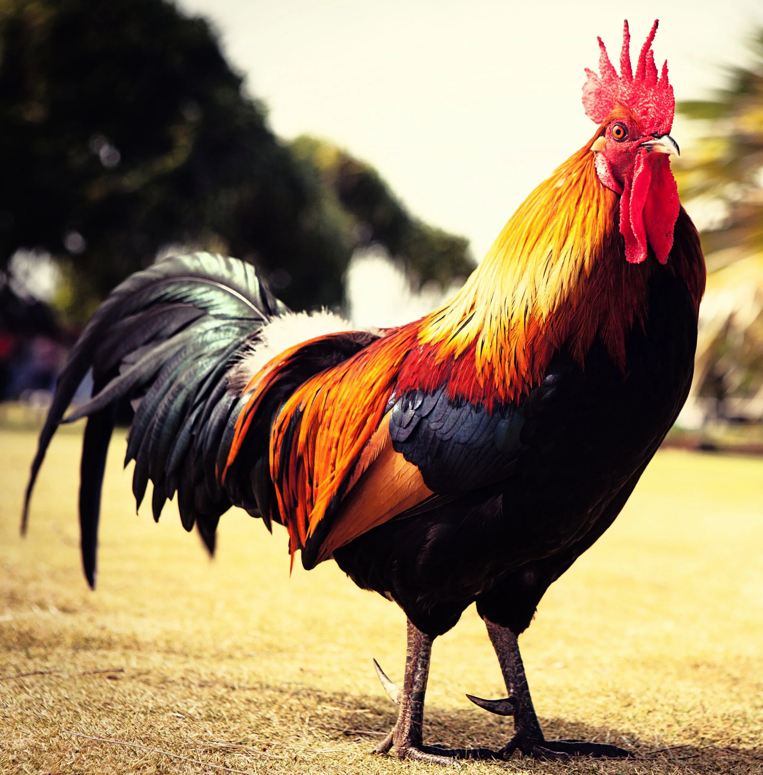 Rooster-2